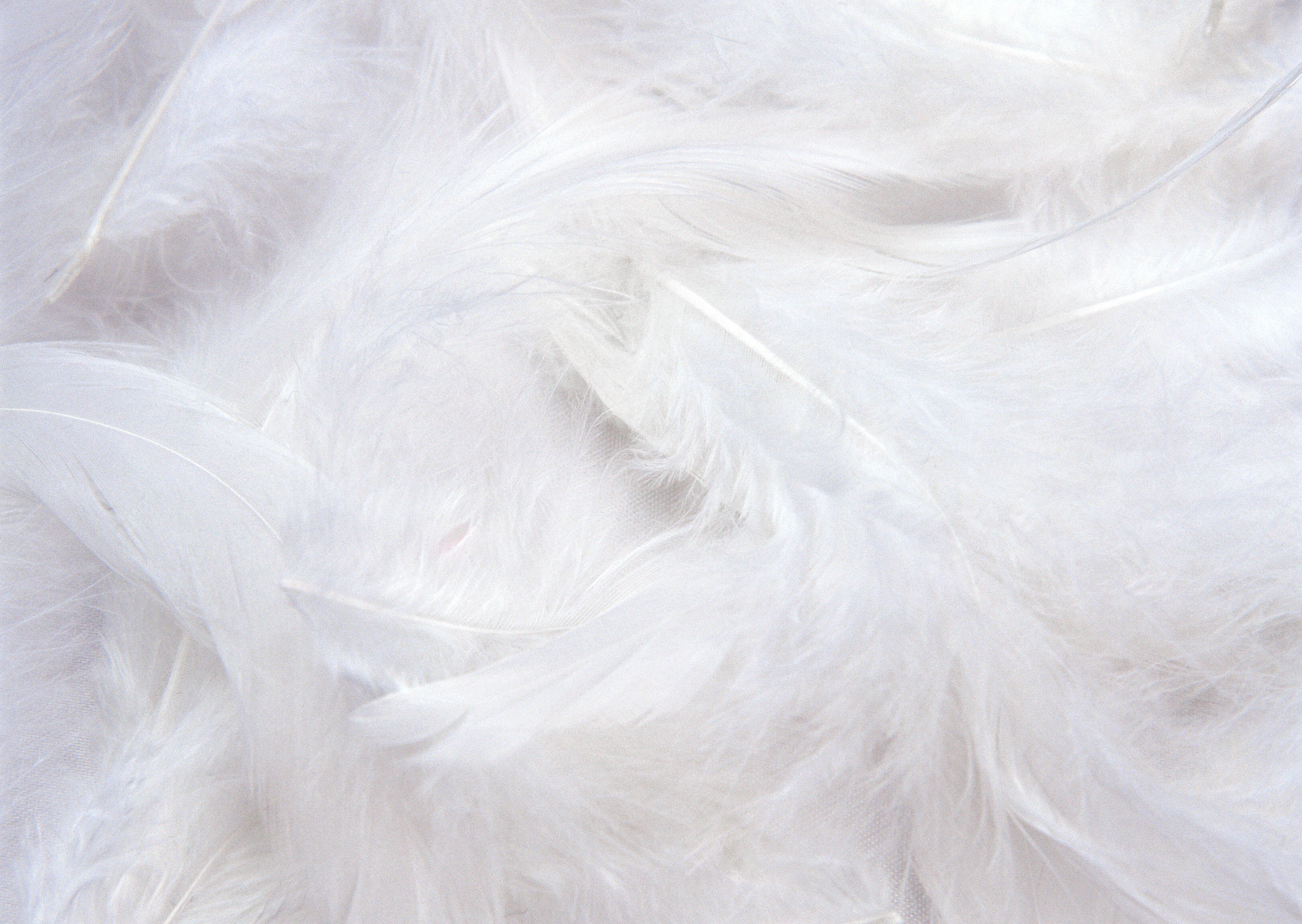 White Feathers Background​-Quality Image and Transparent PNG Free Clipart