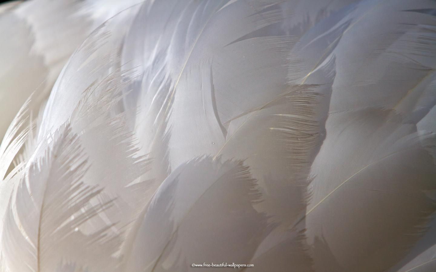 Free download white feathers Bing Image lamour lit Feather wallpaper [1440x900] for your Desktop, Mobile & Tablet. Explore Bing Wallpaper Feathers. Bing Wallpaper Feathers, Peacock Feathers Wallpaper, Feathers iPhone Wallpaper