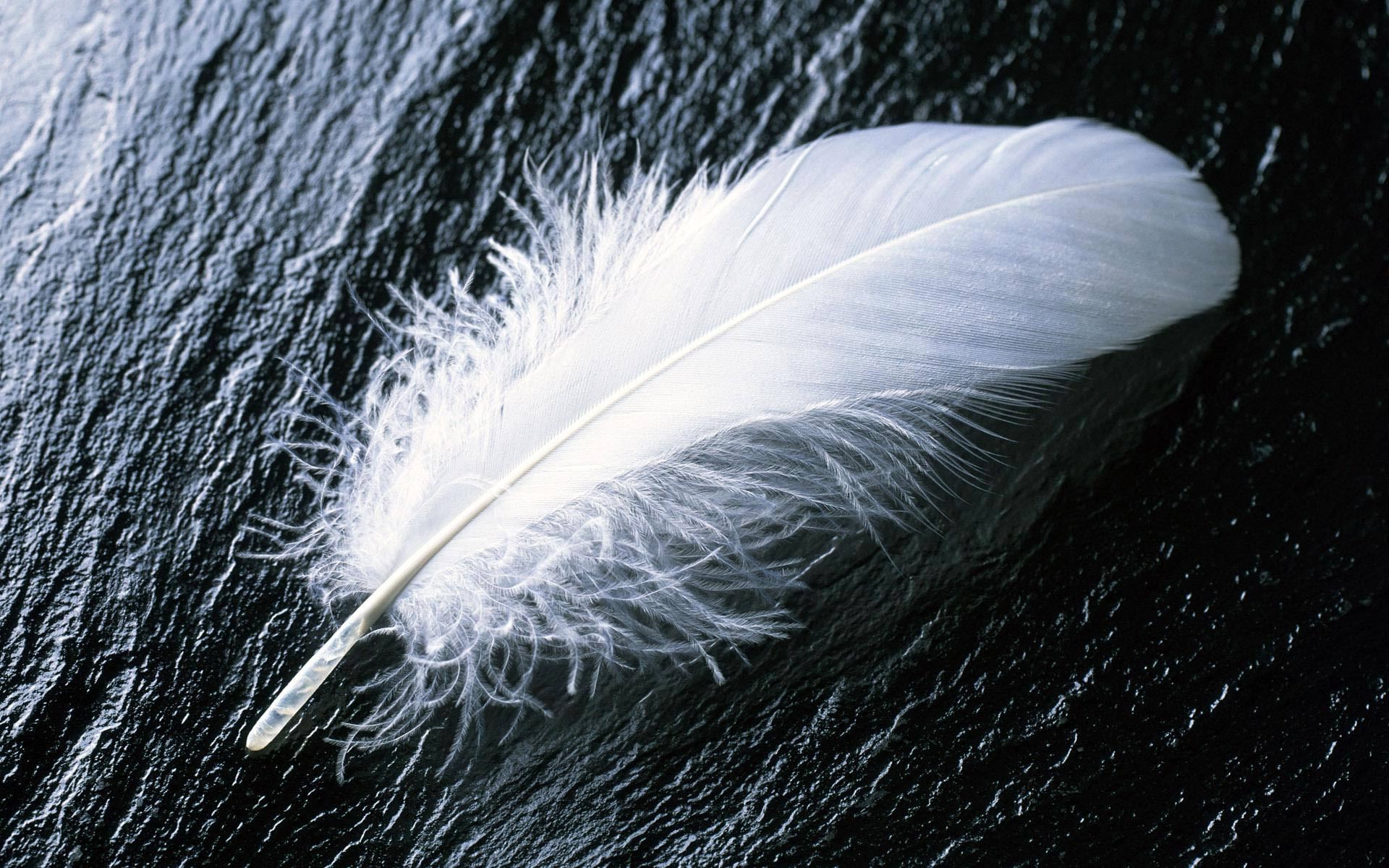 Feather wallpaperx1200