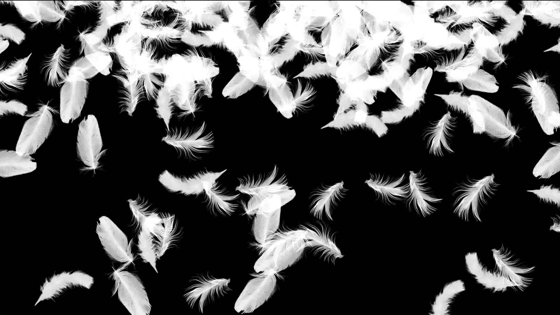 Feathers Falling Wallpaper