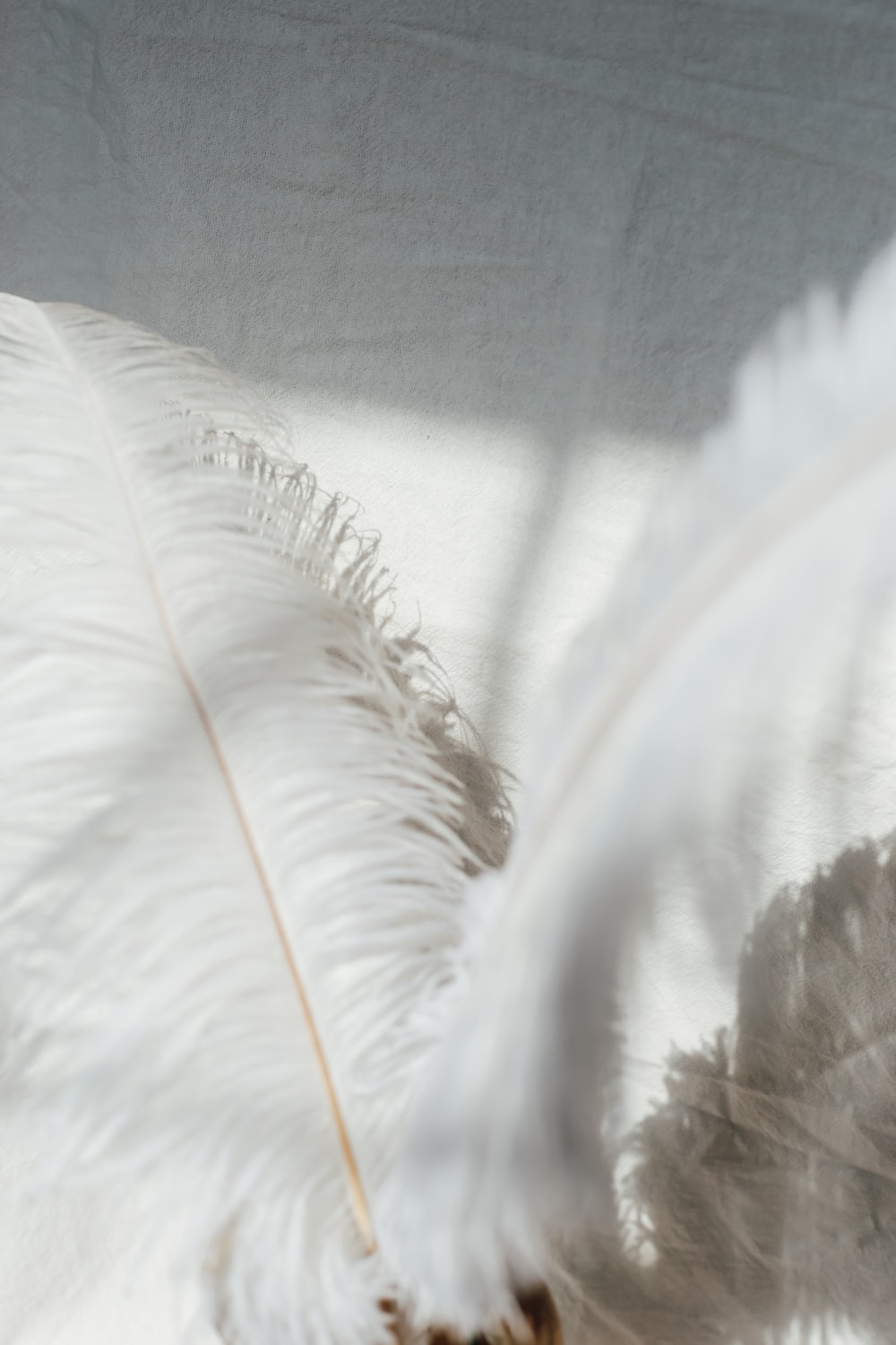 white feather on white textile photo