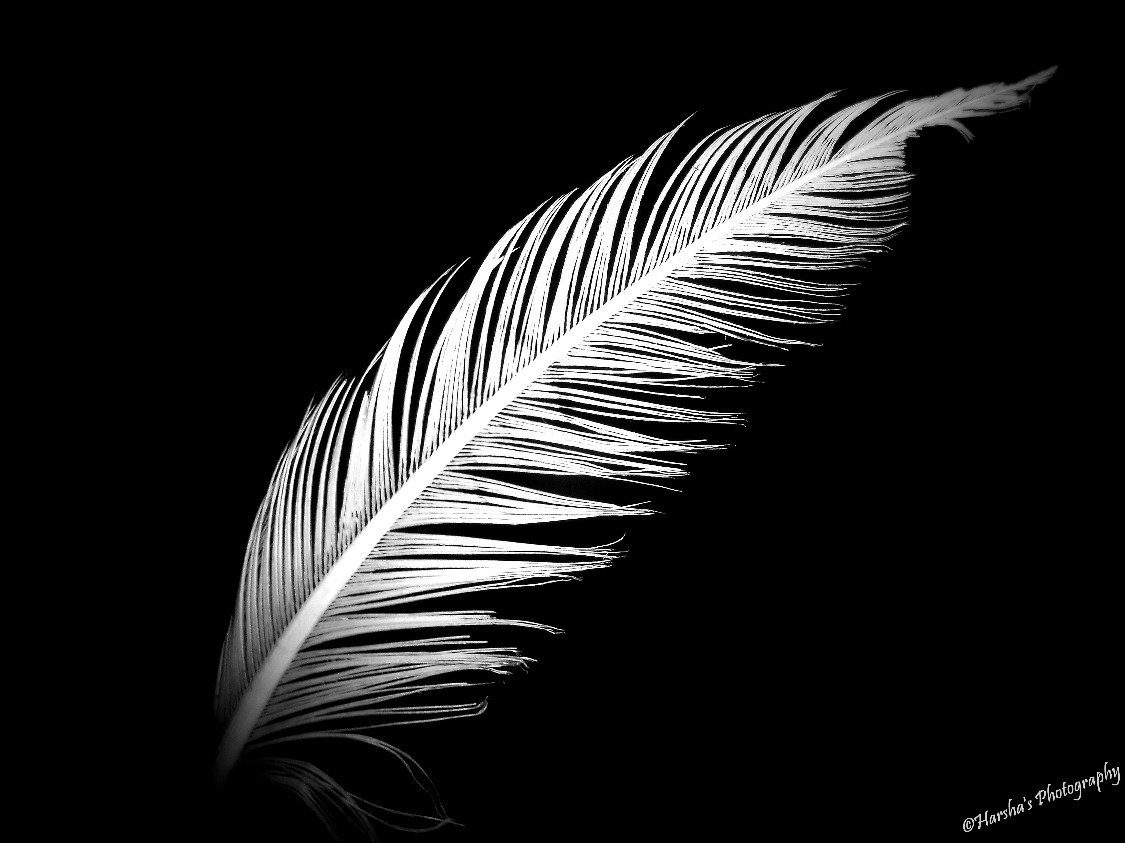 white feather black background