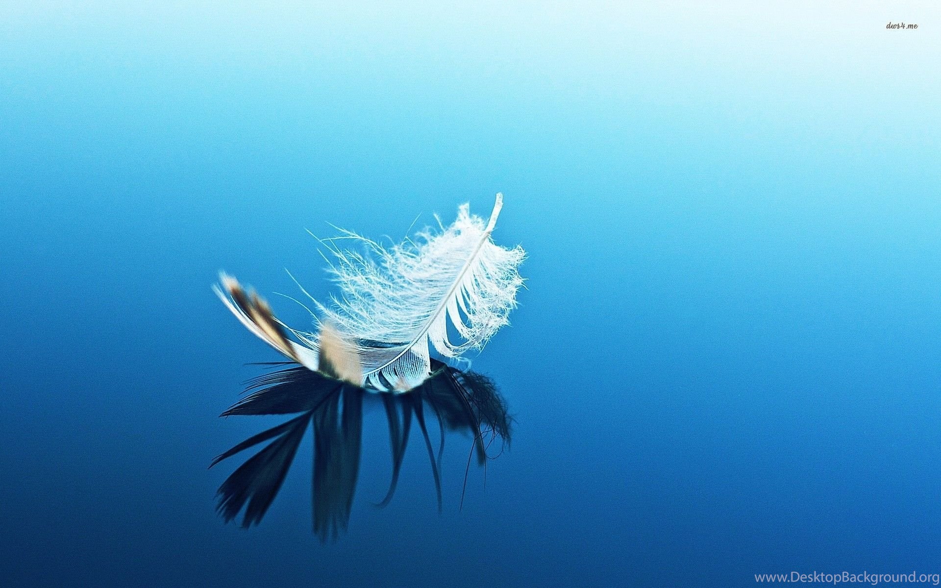White Feather Wallpapers Wallpaper Cave