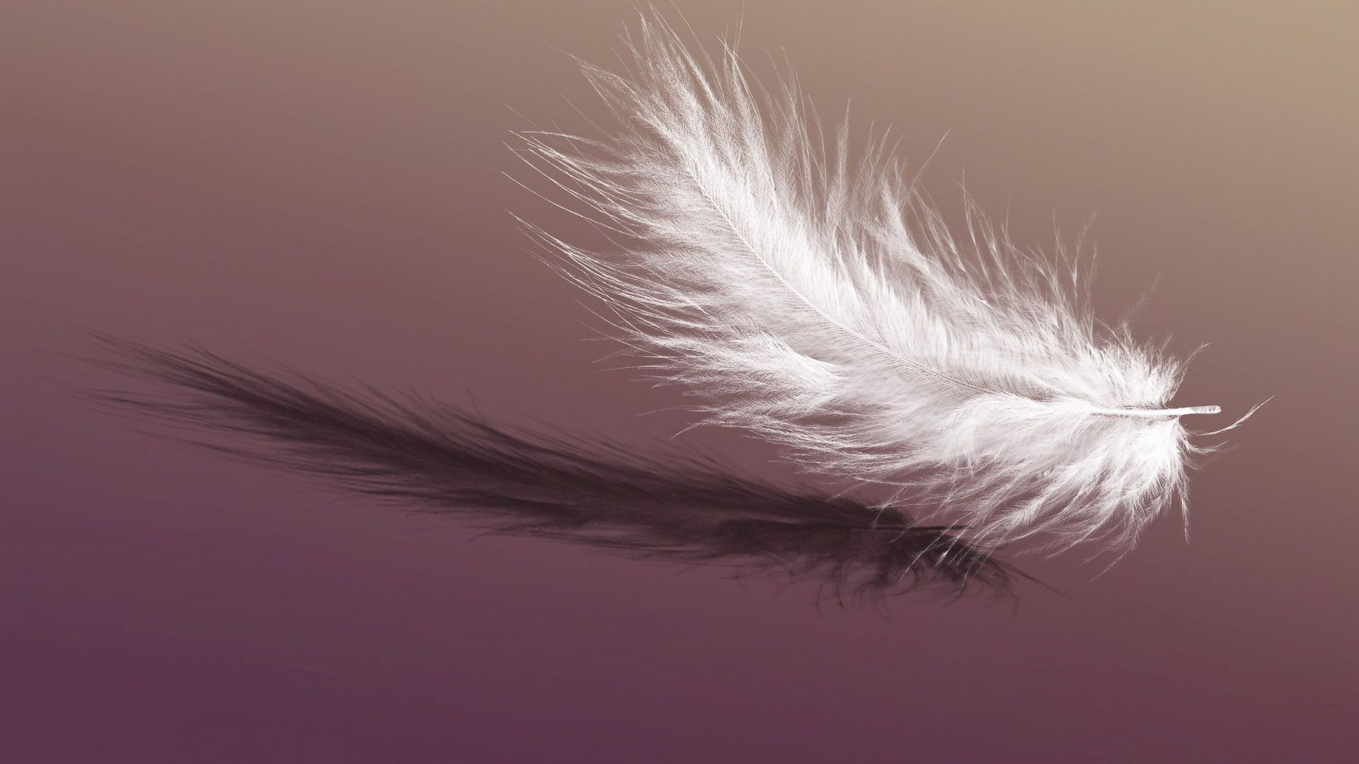 Free download Single White Feather wallpaper Collection [1920x1080] for your Desktop, Mobile & Tablet. Explore Feathers Falling Wallpaper. Feathers Falling Wallpaper, Peacock Feathers Wallpaper, Bing Wallpaper Feathers
