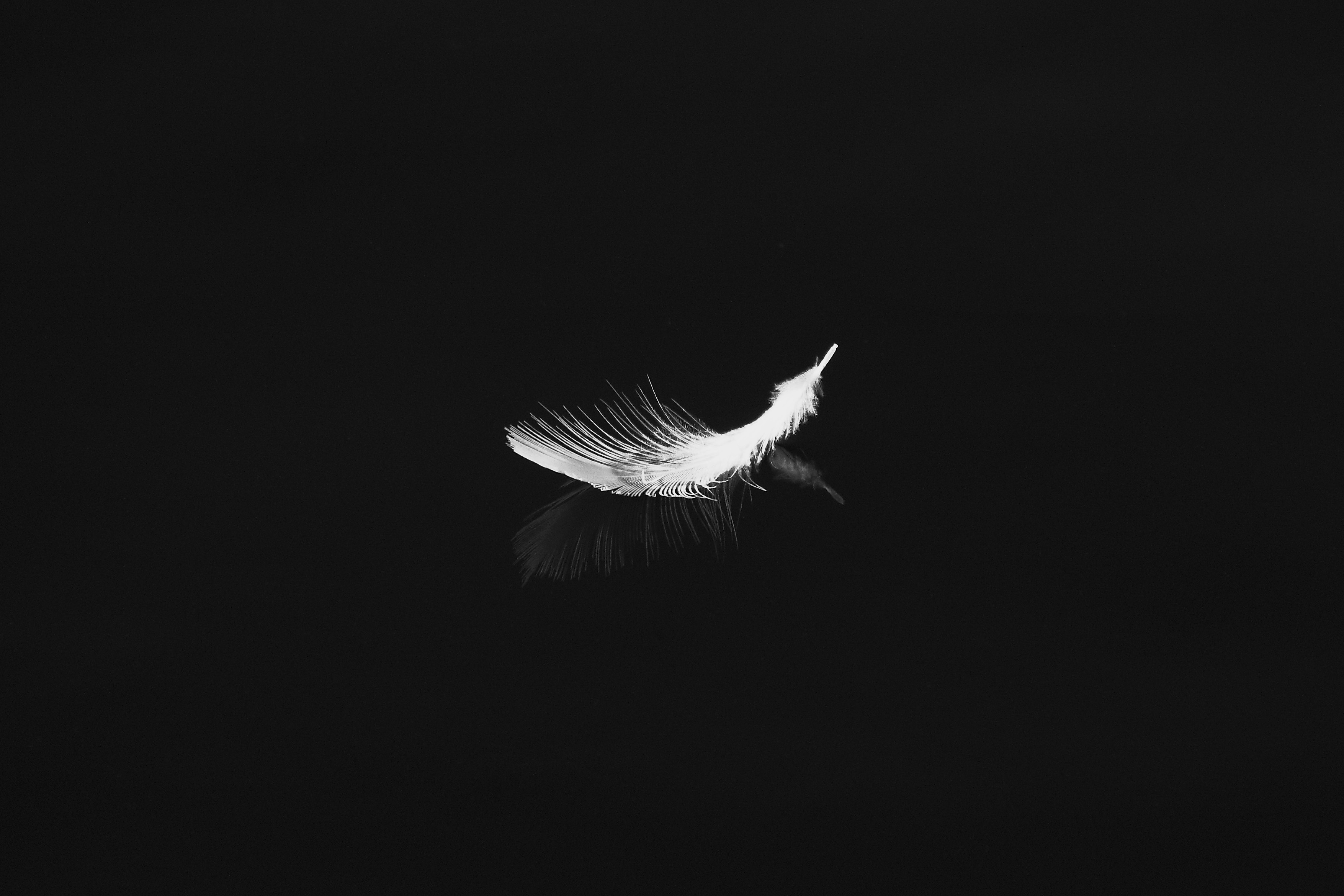 Download wallpaper 3510x2340 feather, reflection, white, bw, feathers HD background