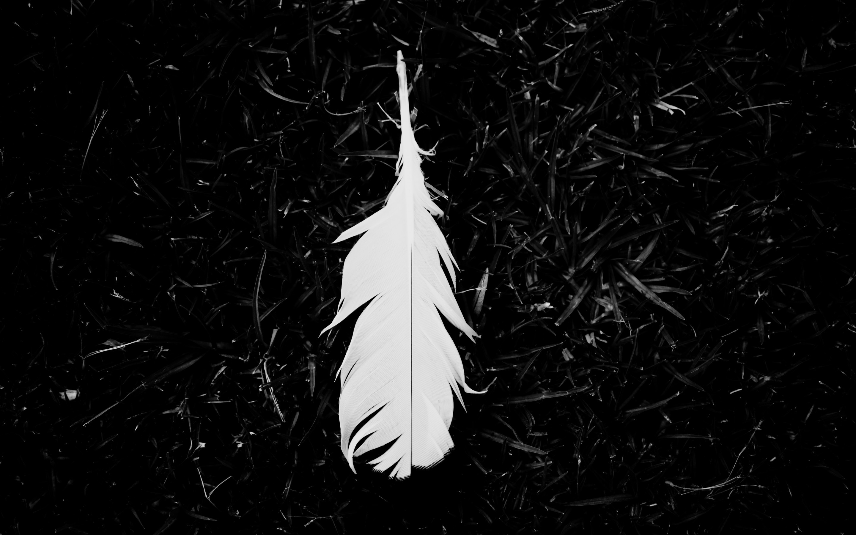 Download 2880x1800 White Feather, Monochrome, Lonely Wallpaper for MacBook Pro 15 inch