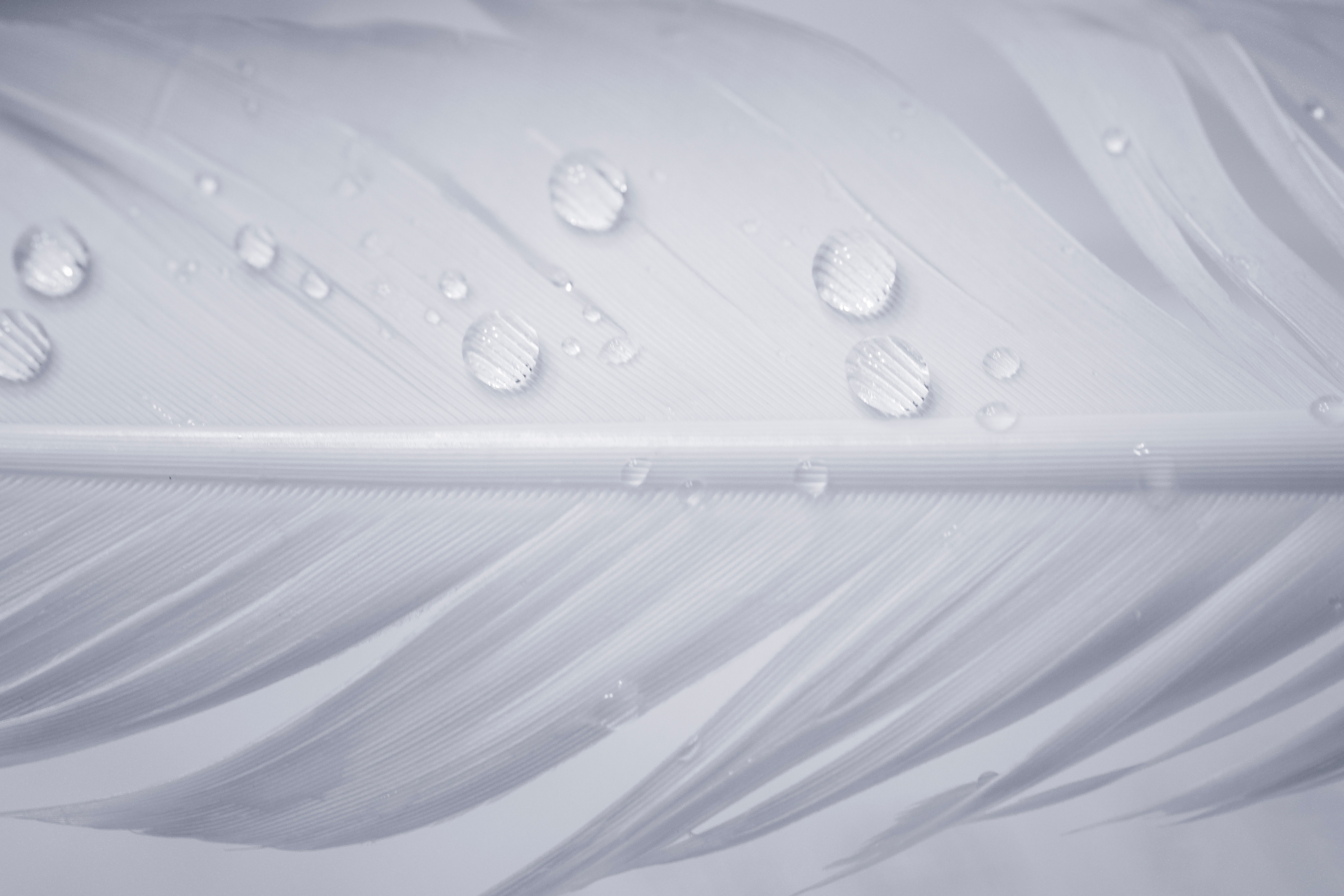 Water Drops On White Feather iPad Air HD 4k Wallpaper, Image, Background, Photo and Picture