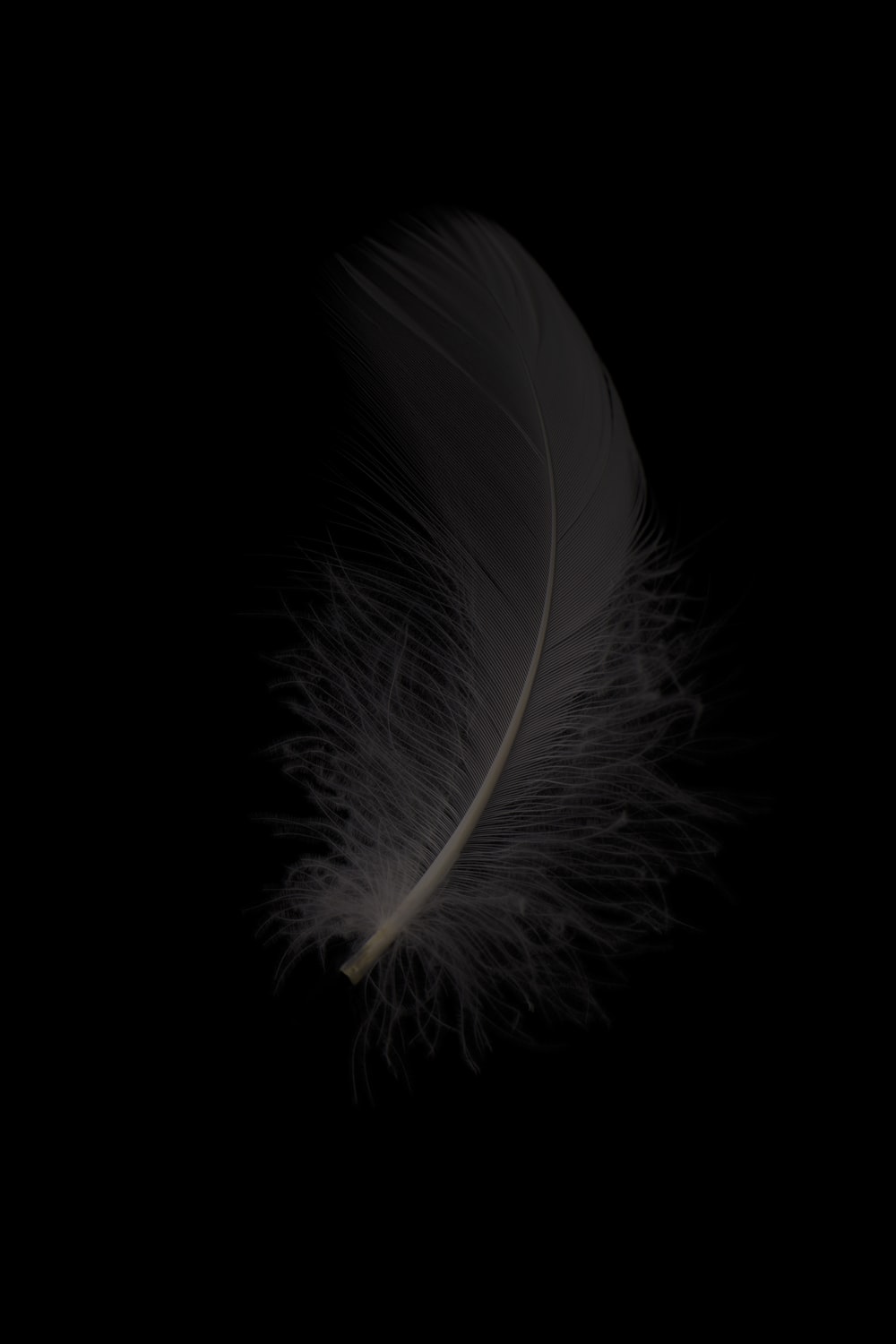 white feather on black background photo