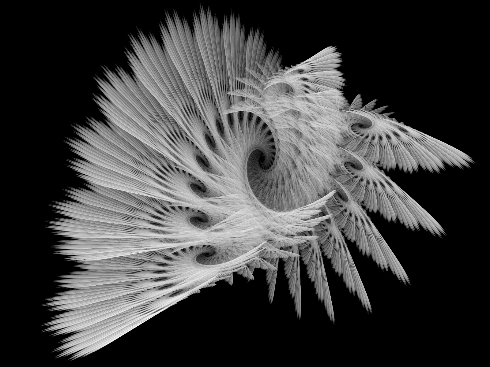 White Feather HD Wallpaper