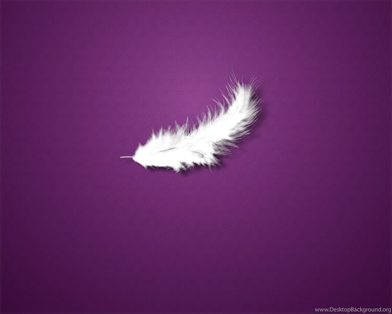 White Feathers HD Wallpaper Desktop Background