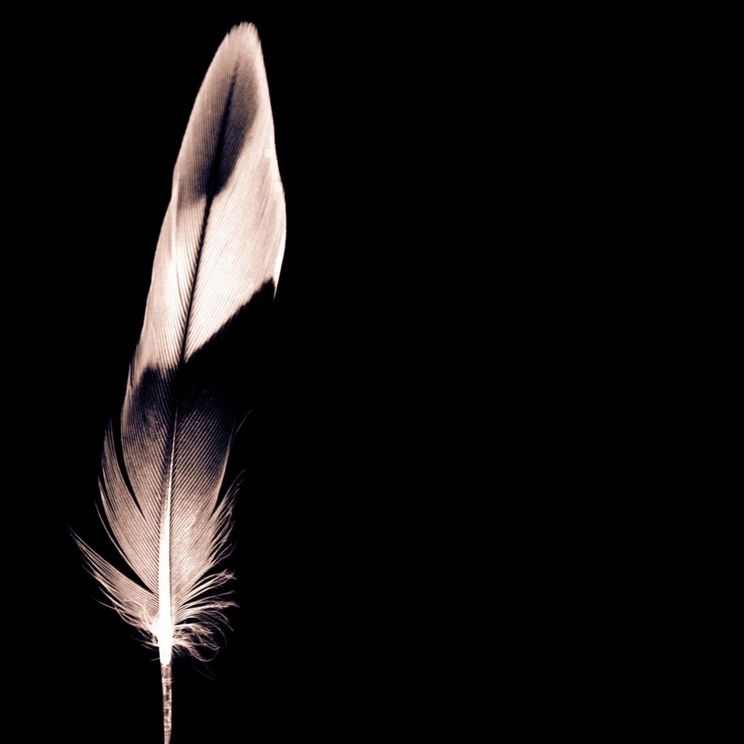 Black and white feather