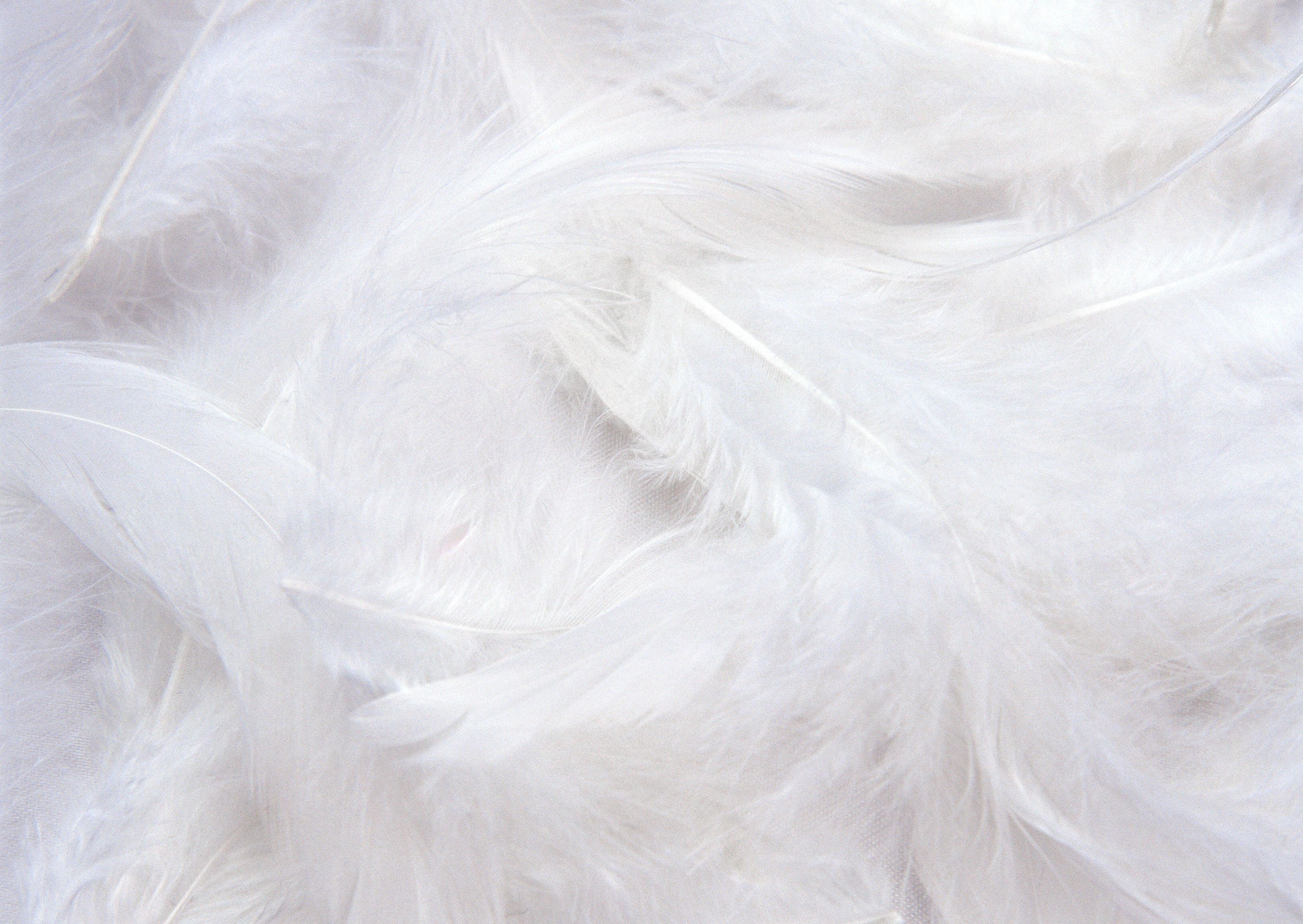 Feather Wallpaper. Feather background, Feather wallpaper, White glitter background