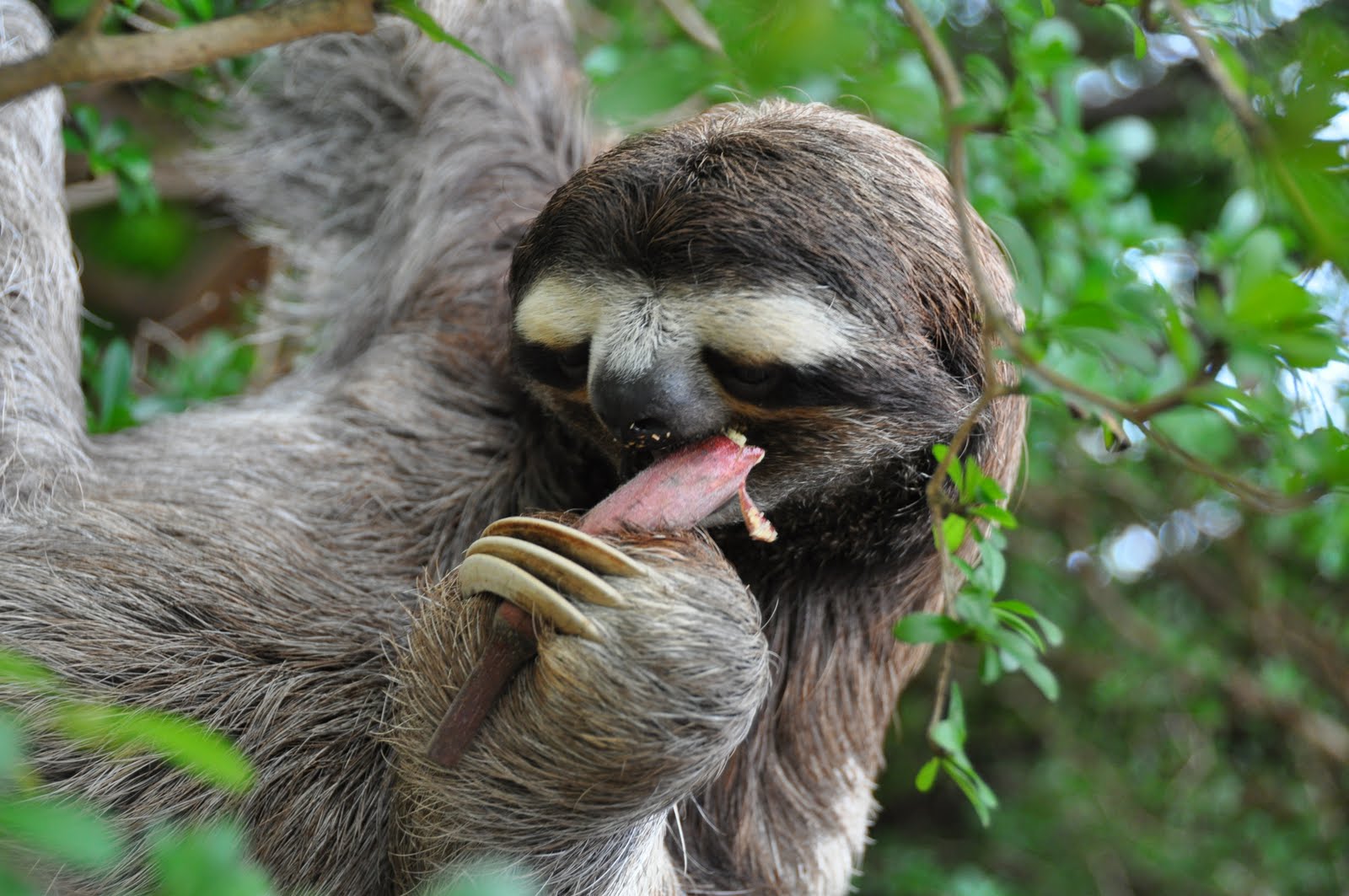 Sloth Picture Photo Funny Sloth Picture Background Funny HD Wallpaper