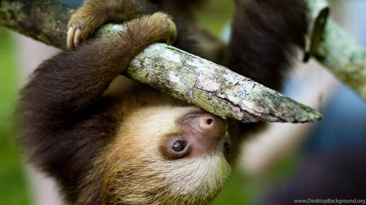 Sloth Wallpaper Picture On Animal Picture Society Desktop Background