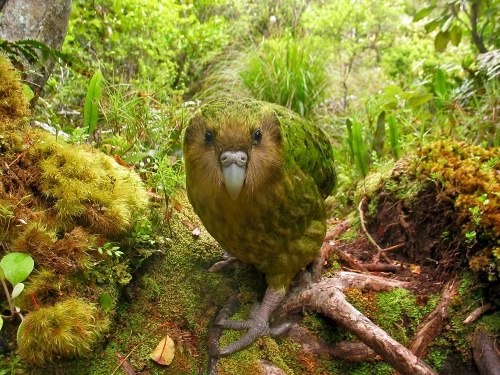 Kakapo Wallpaper