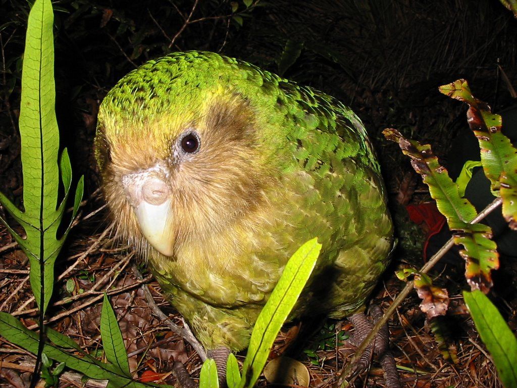 Kakapo Wallpaper