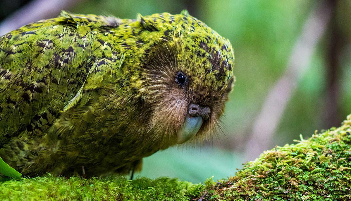 Kakapo Wallpapers - Wallpaper Cave