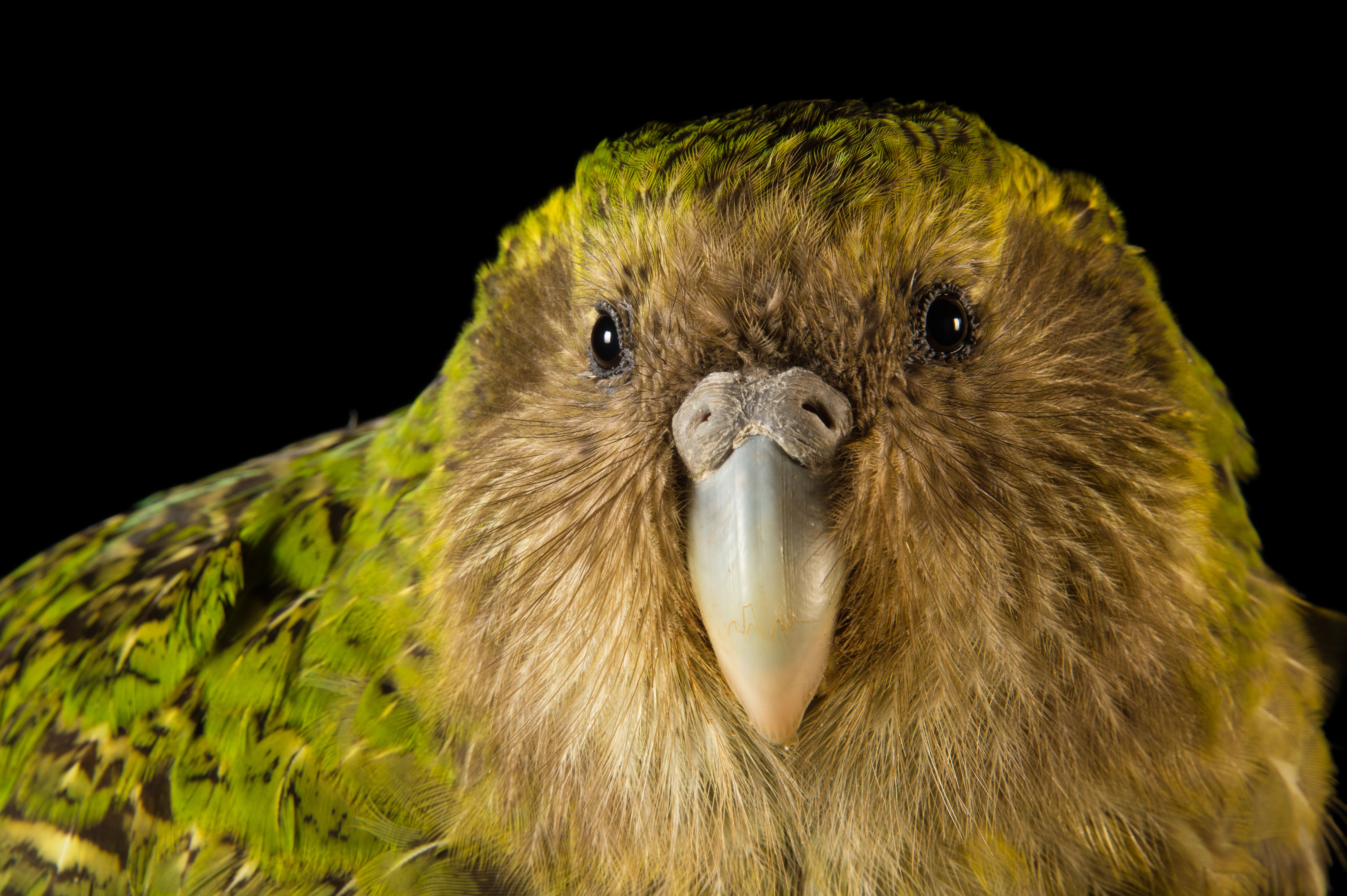 Photo Ark: Island Oddballs. National Geographic Society