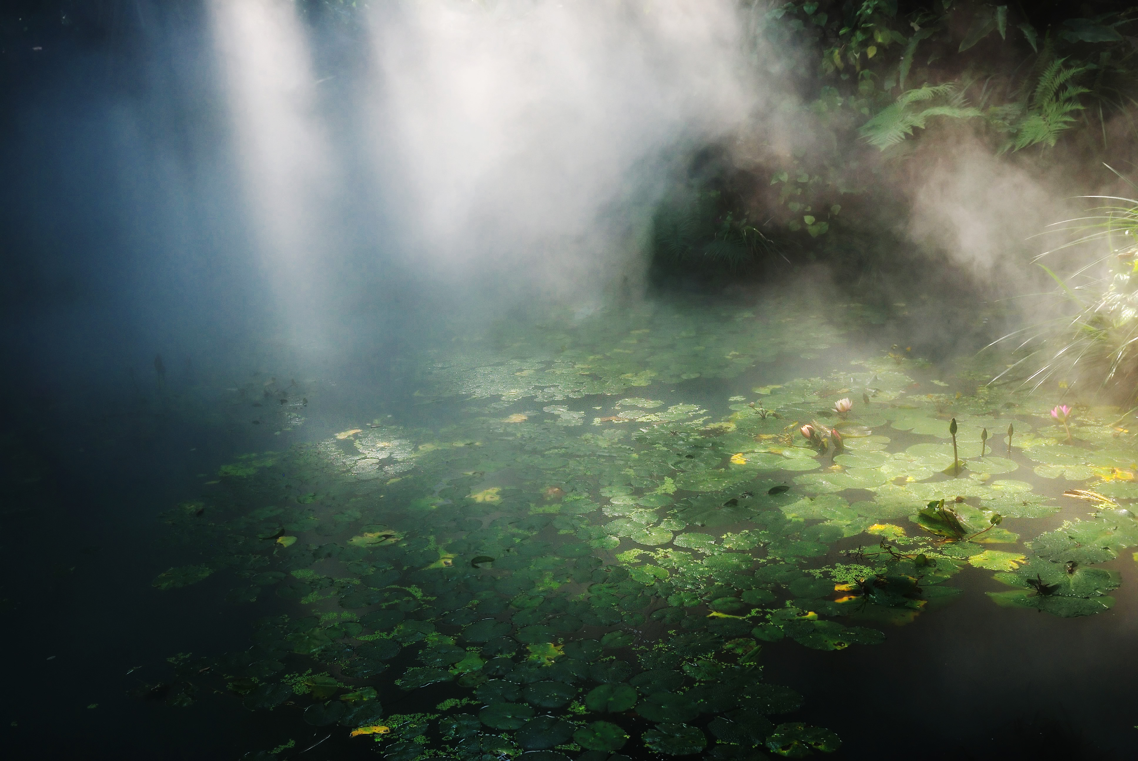 Wallpaper, light, green, fog, garden, pond, waterlily, Lotus, selva, steam, foliage, botanic, vapour, leafage, tropicalrainforest 3872x2592