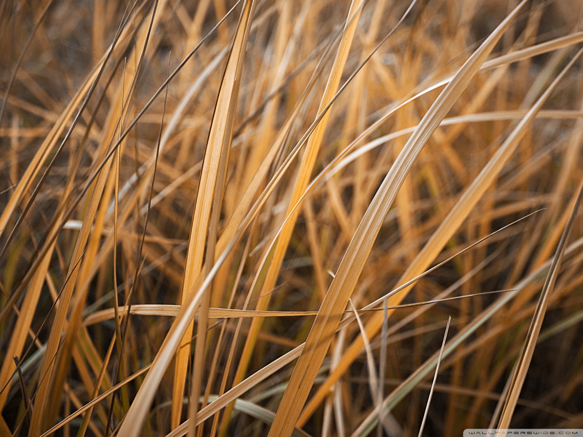 Dry Grass Wallpapers - Wallpaper Cave