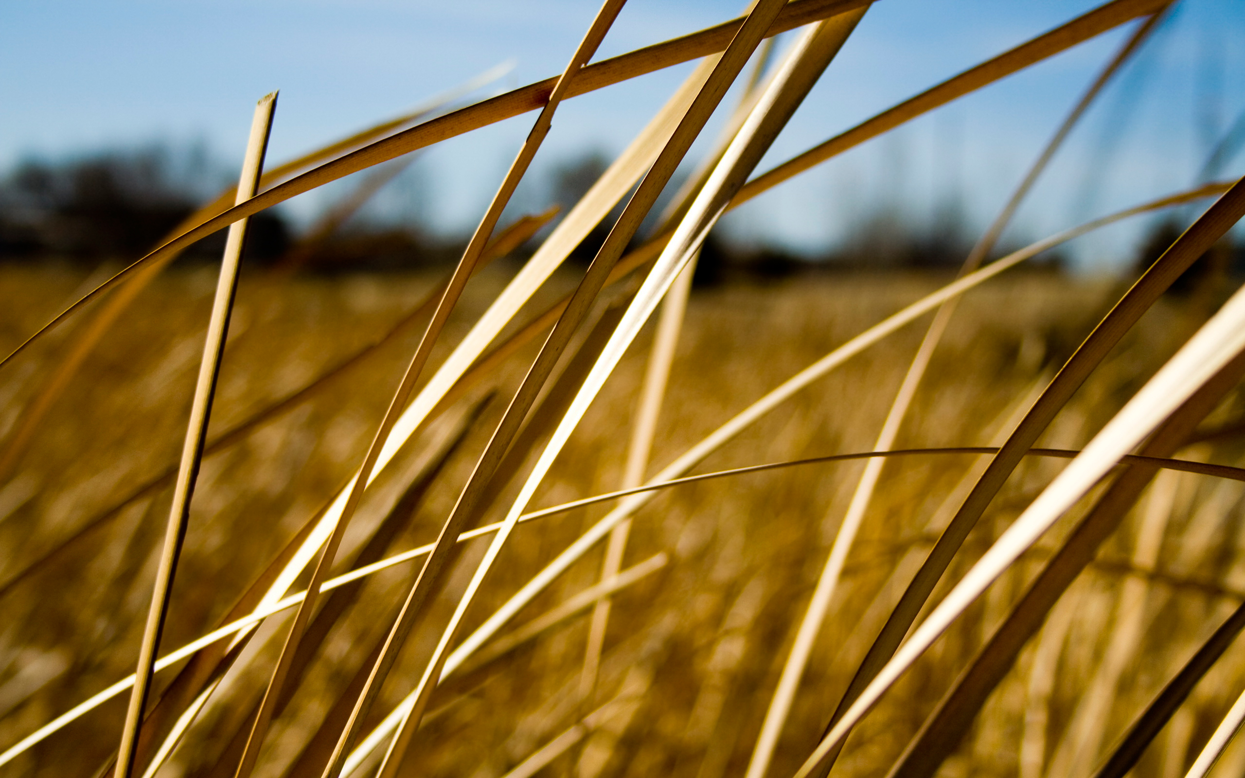 Dry Grass Wallpapers Wallpaper Cave