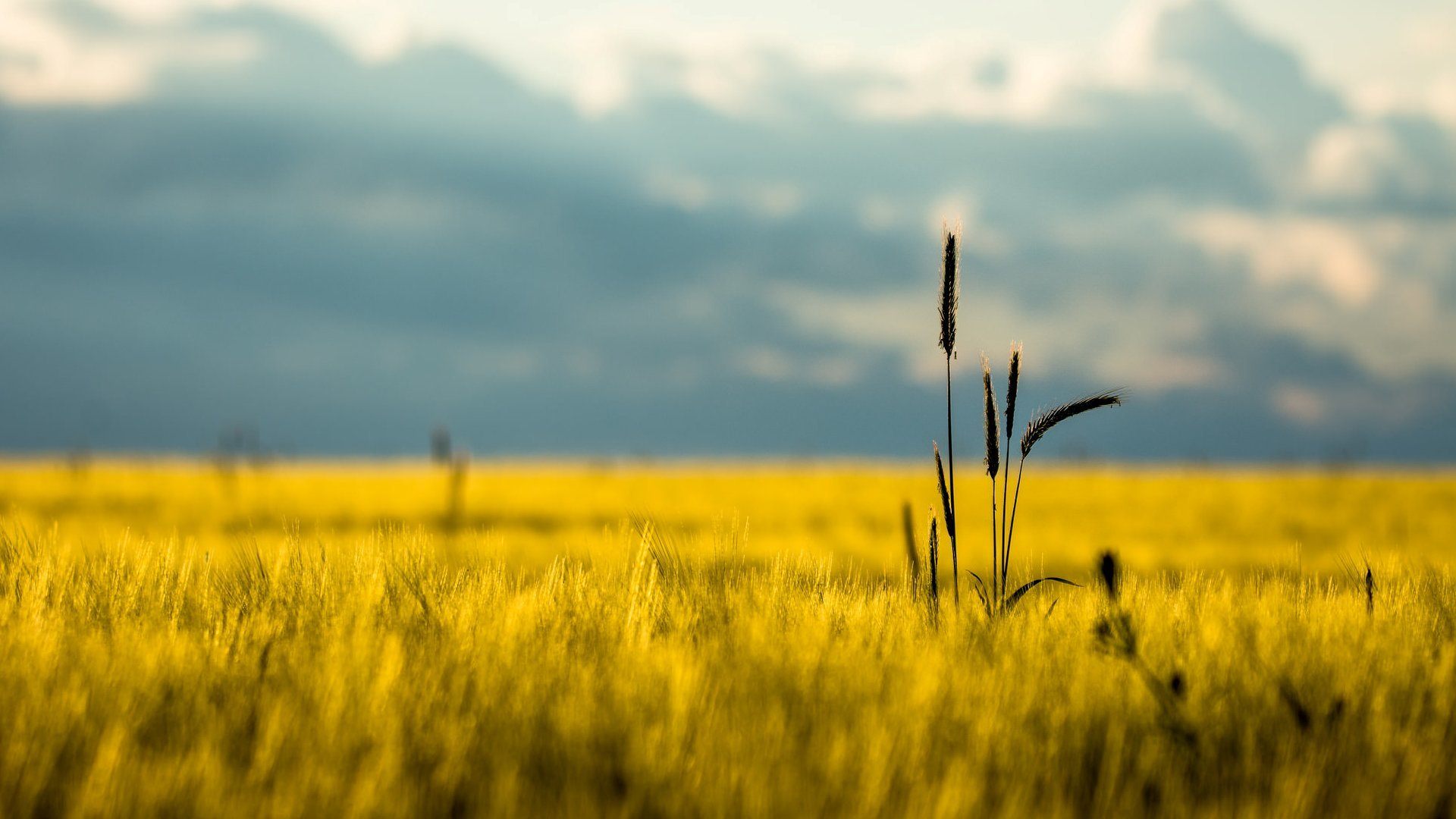 Free photo: Yellow dry grass, Grass, Yellow