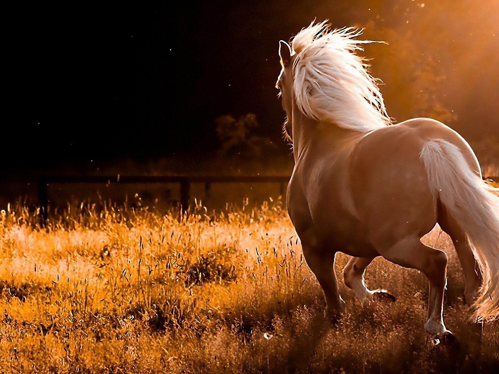 Red Horse Field With Dry Grass Sunset Computer Desktop Wallpaper, Wallpaper13.com