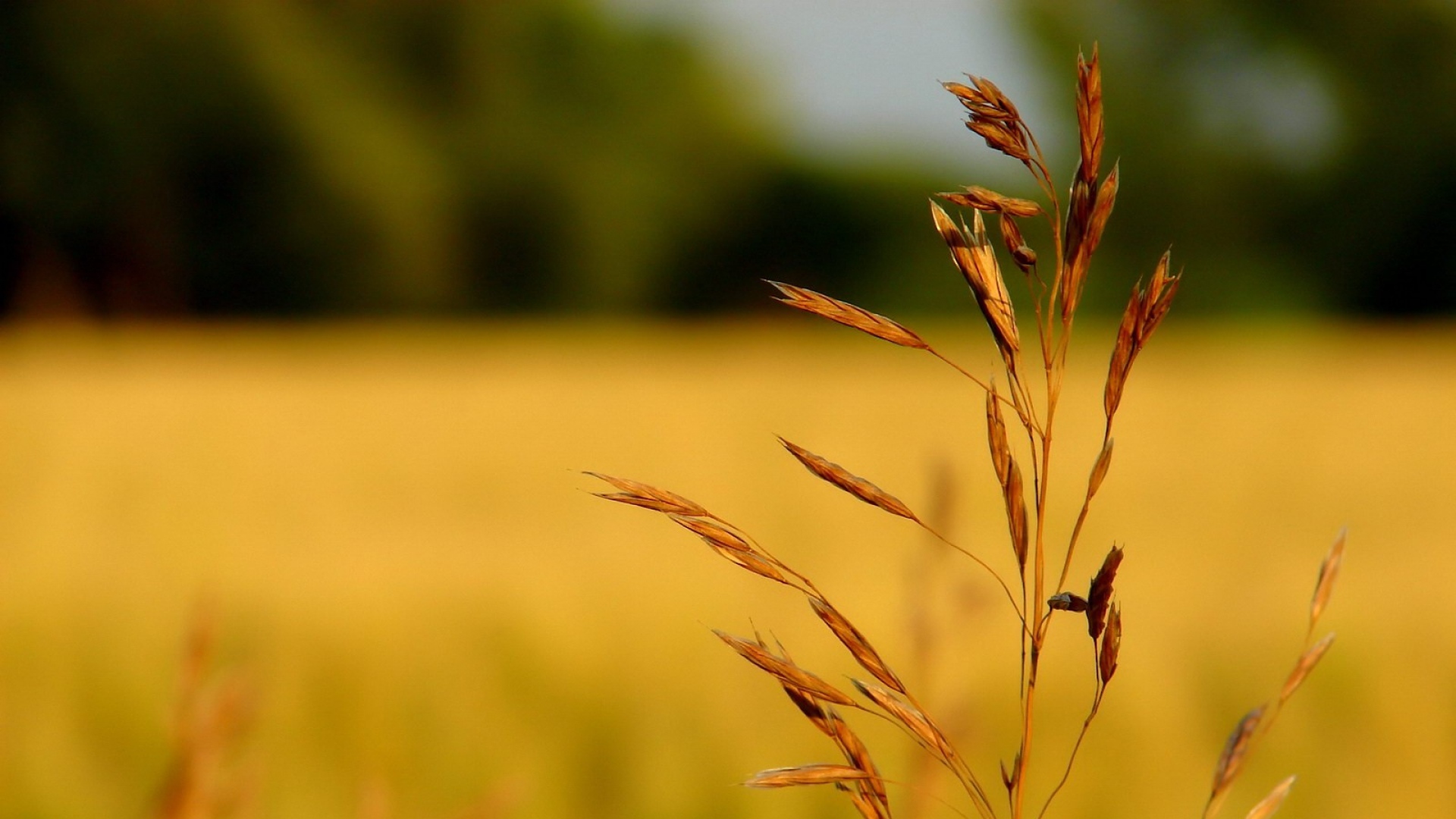 Dry Grass Wallpapers Wallpaper Cave