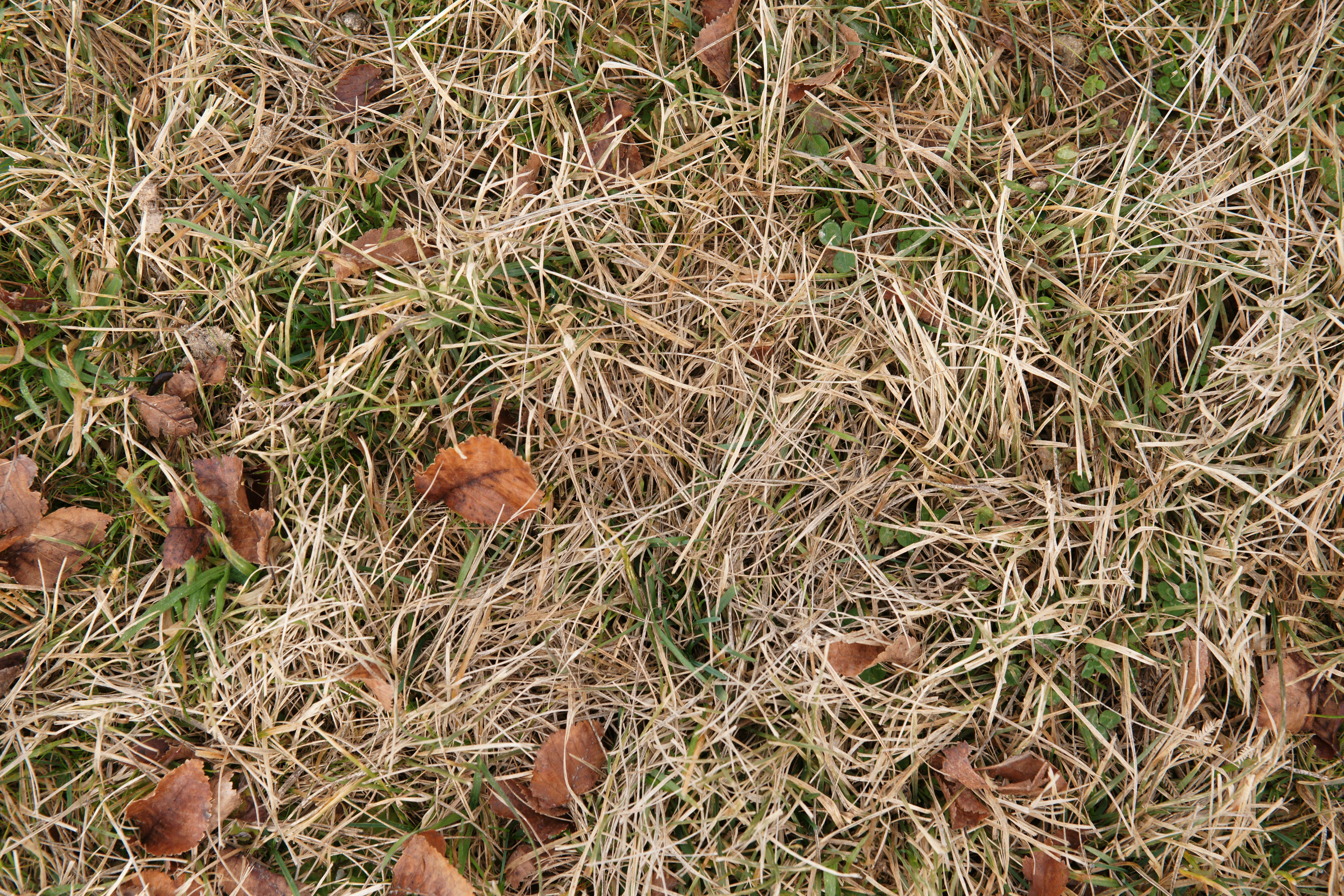 Сквозь прошлогоднюю листву растут высокие травы. Жухлая трава. Осенняя трава. Сухая трава. Жухлая трава осенью.