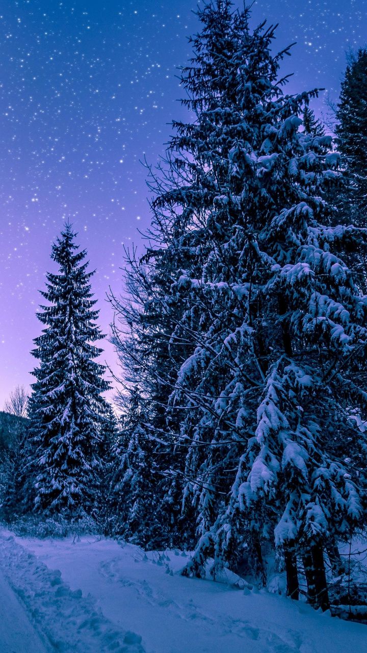 Winter, night, road though trees, 720x1280 wallpaper. Winter wall art, Snow wallpaper iphone, Winter scenery
