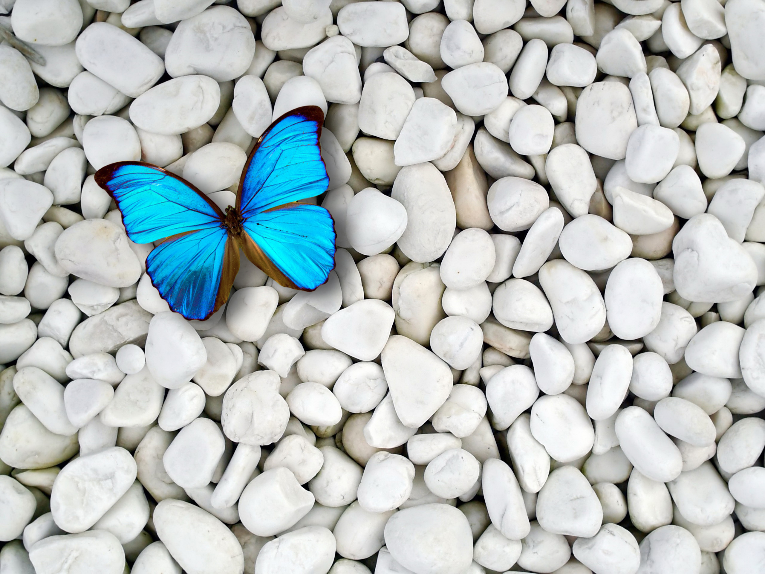 Blue Butterfly On White Stones Desktop Background. North Oak Christian Church