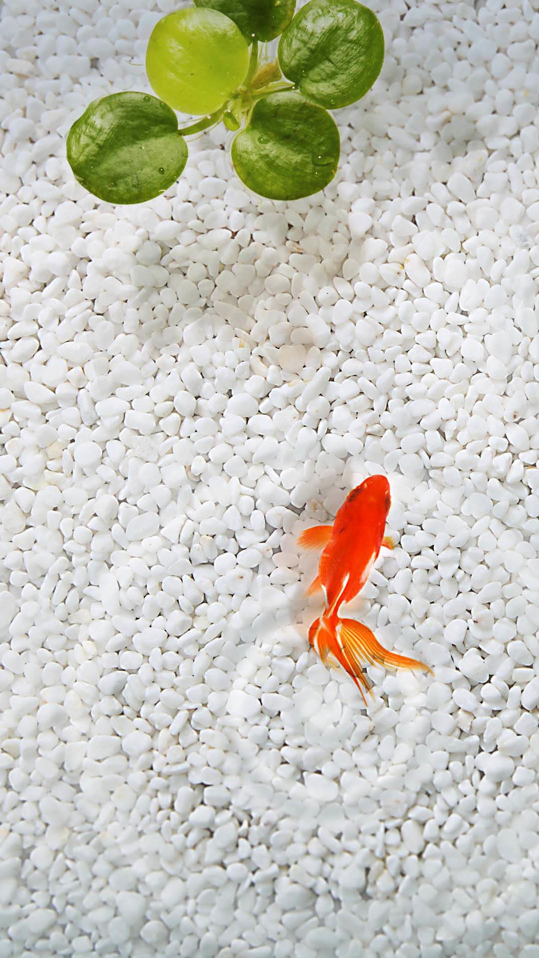 Orange fish white stone aquarium