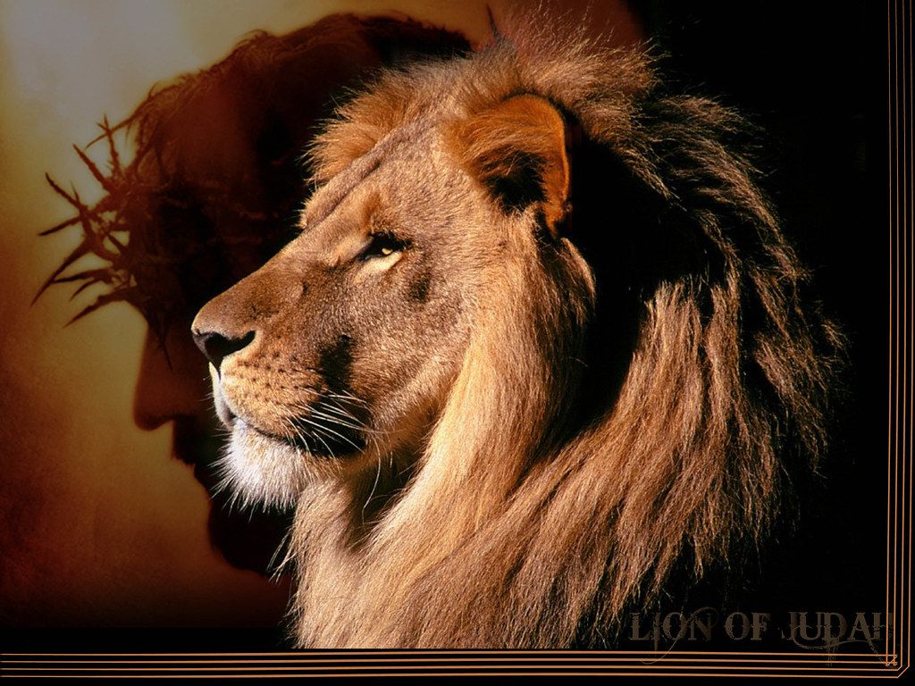 Lion of Judah Wallpaper Free Lion of Judah Background