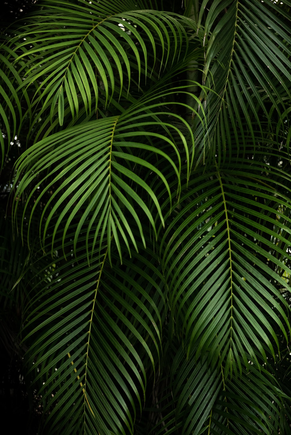Green Plant Picture [HD]. Download Free Image