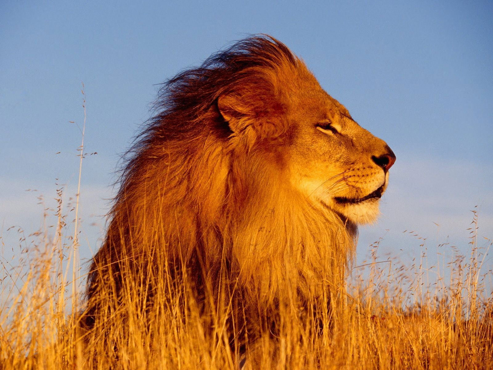 Lion wallpaper, nature, animals, feline, cat, lion, animal wildlife • Wallpaper For You HD Wallpaper For Desktop & Mobile