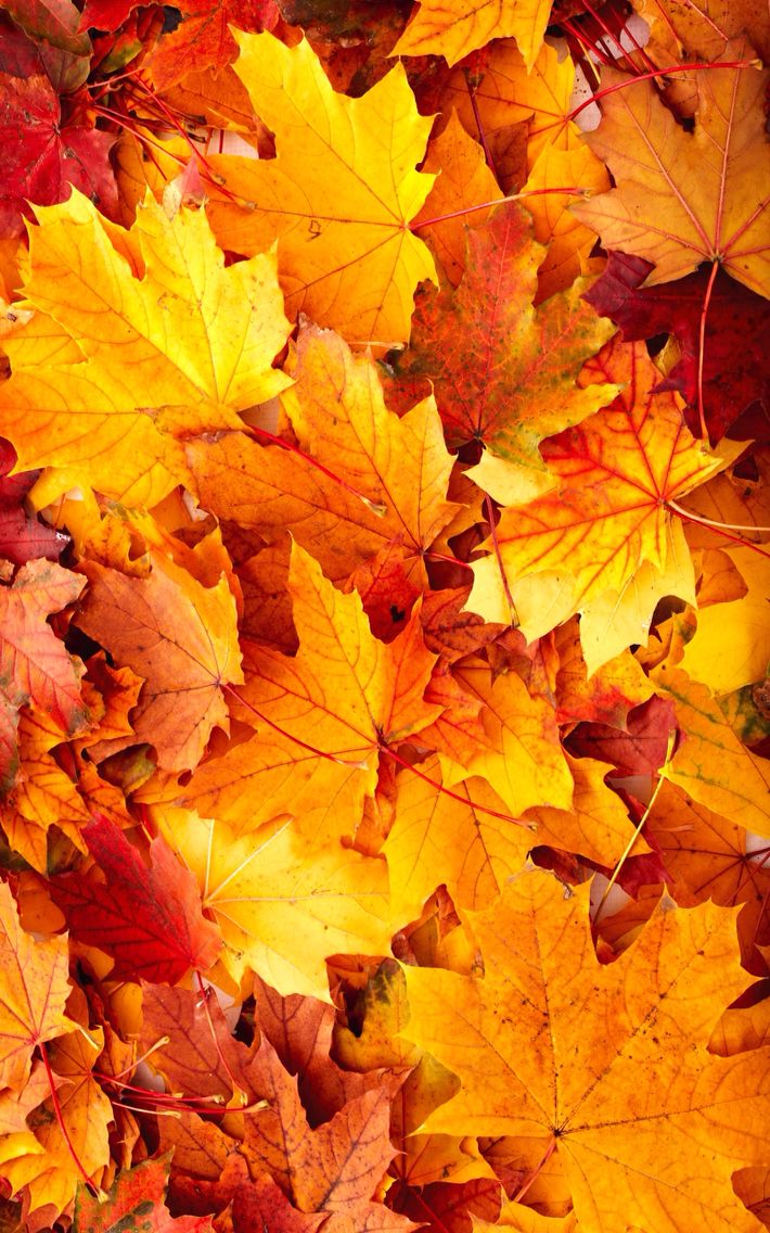 Cute Fall Wallpaper Leaves
