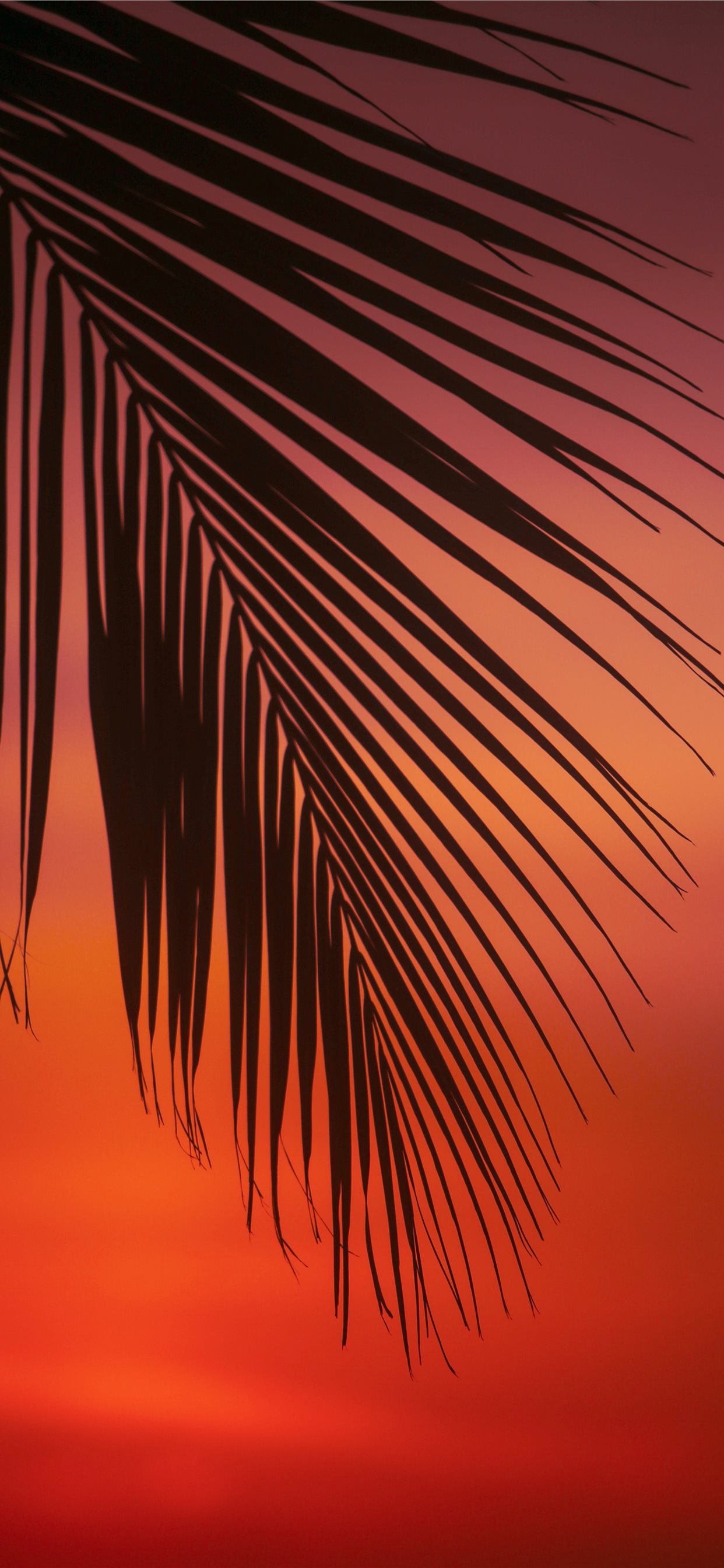 palm tree leaf iPhone X Wallpaper Free Download
