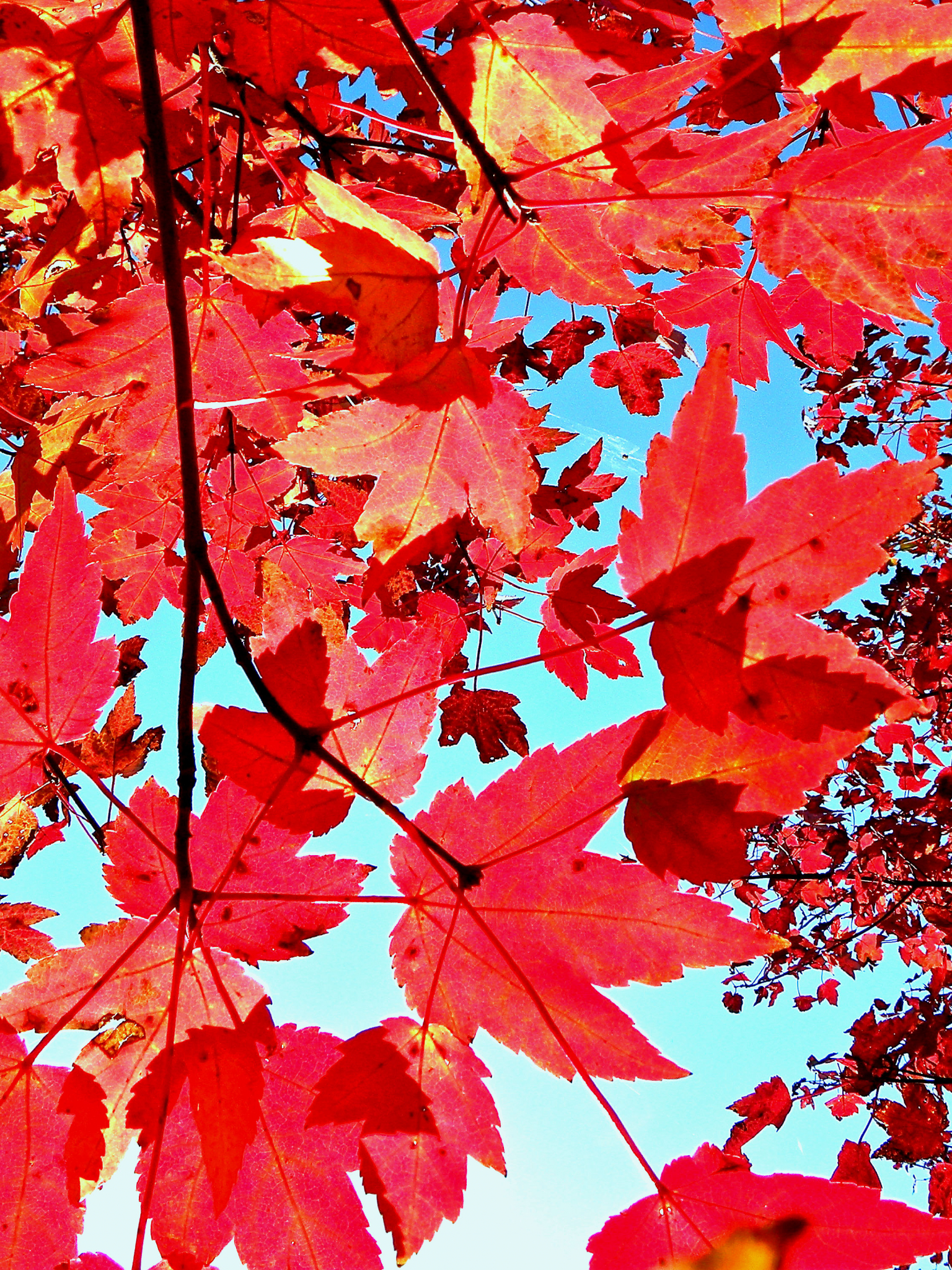 Free download Autumn Leaves Background Wallpaper [4000x3000] for your Desktop, Mobile & Tablet. Explore Leaves Wallpaper Tumblr. Cute Wallpaper Tumblr, Tumblr Wallpaper for Computers, Tumblr Wallpaper iPhone