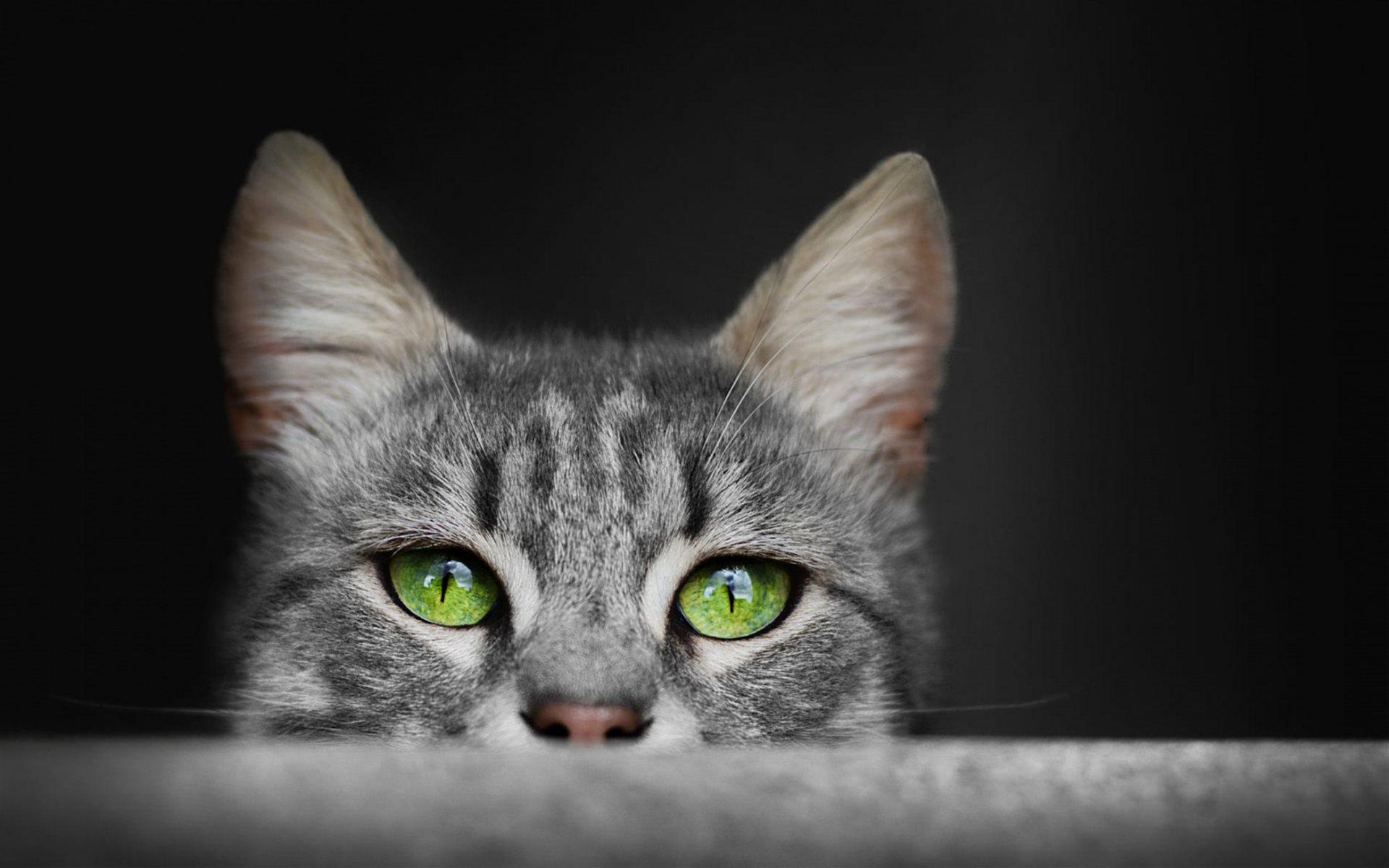 Download Wallpaper Gray Cat, Green Eyes, Long Ears, Cute Animals, American Short Haired Cat For Desktop With Resolution 1920x1200. High Quality HD Picture Wallpaper