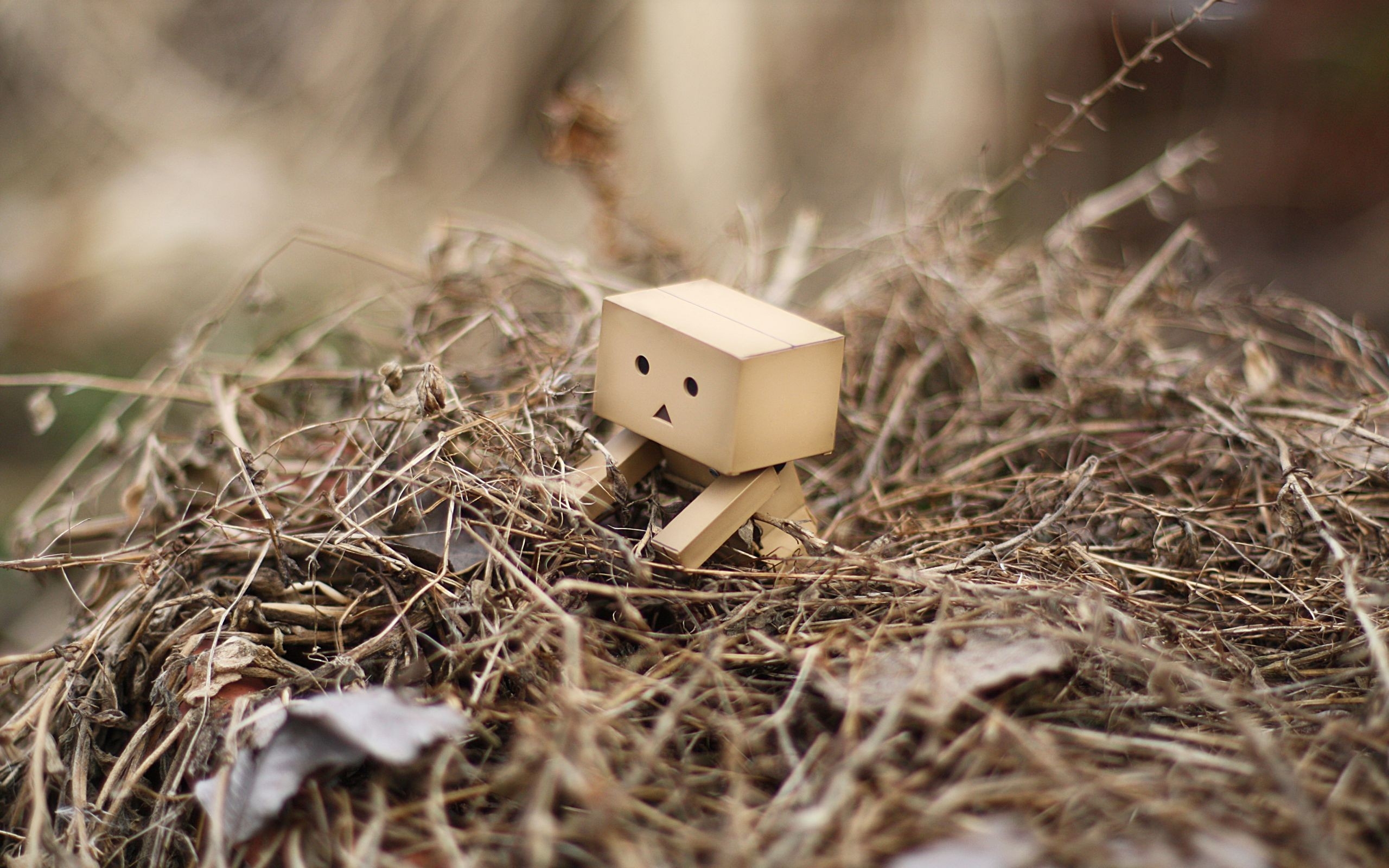 Wallpaper, danboard, box, man, hay, grass, dry, Curiosity 2560x1600