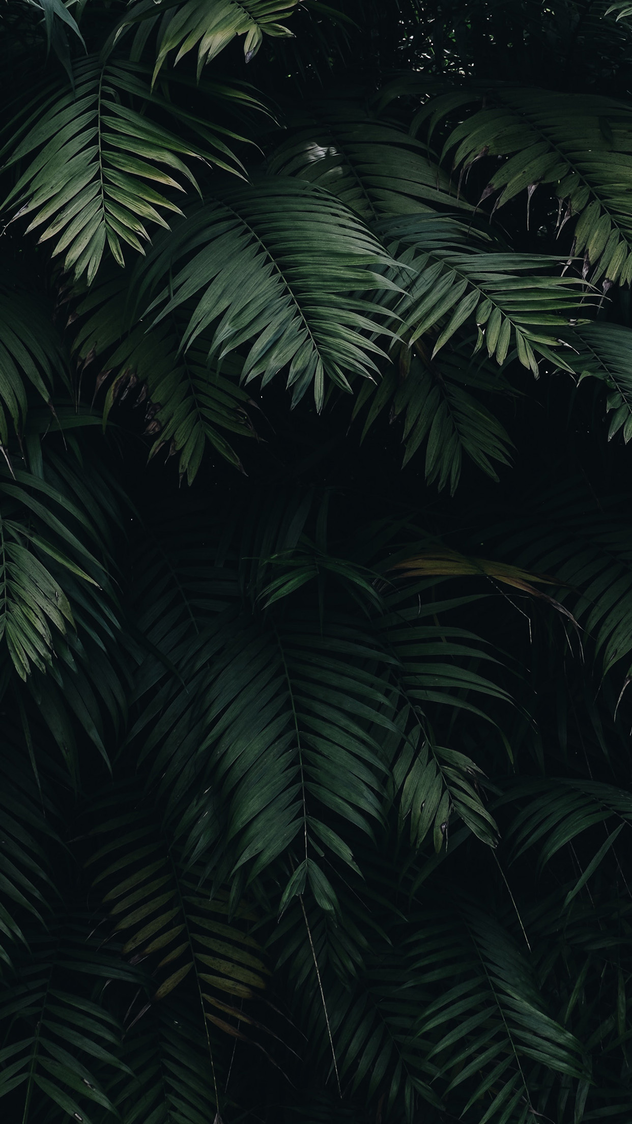 Leaves iphone HD wallpapers  Pxfuel