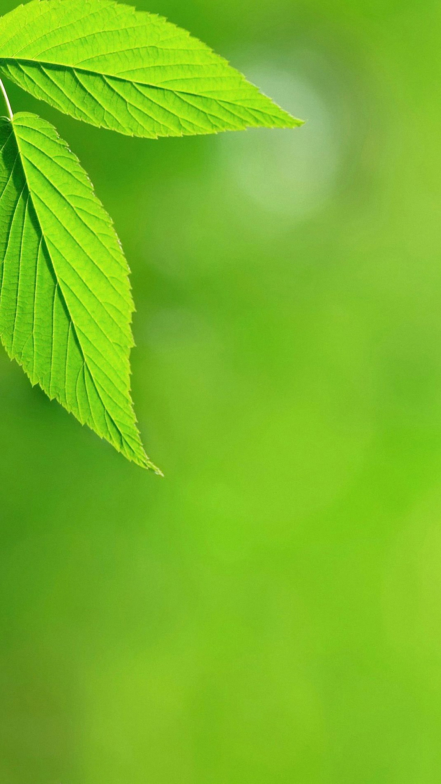 iPhone Wallpaper HD Leaf