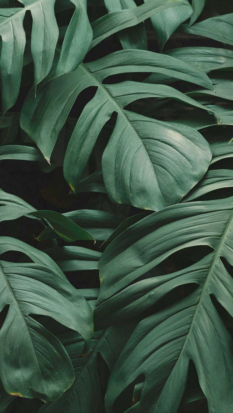 Plant Wallpaper