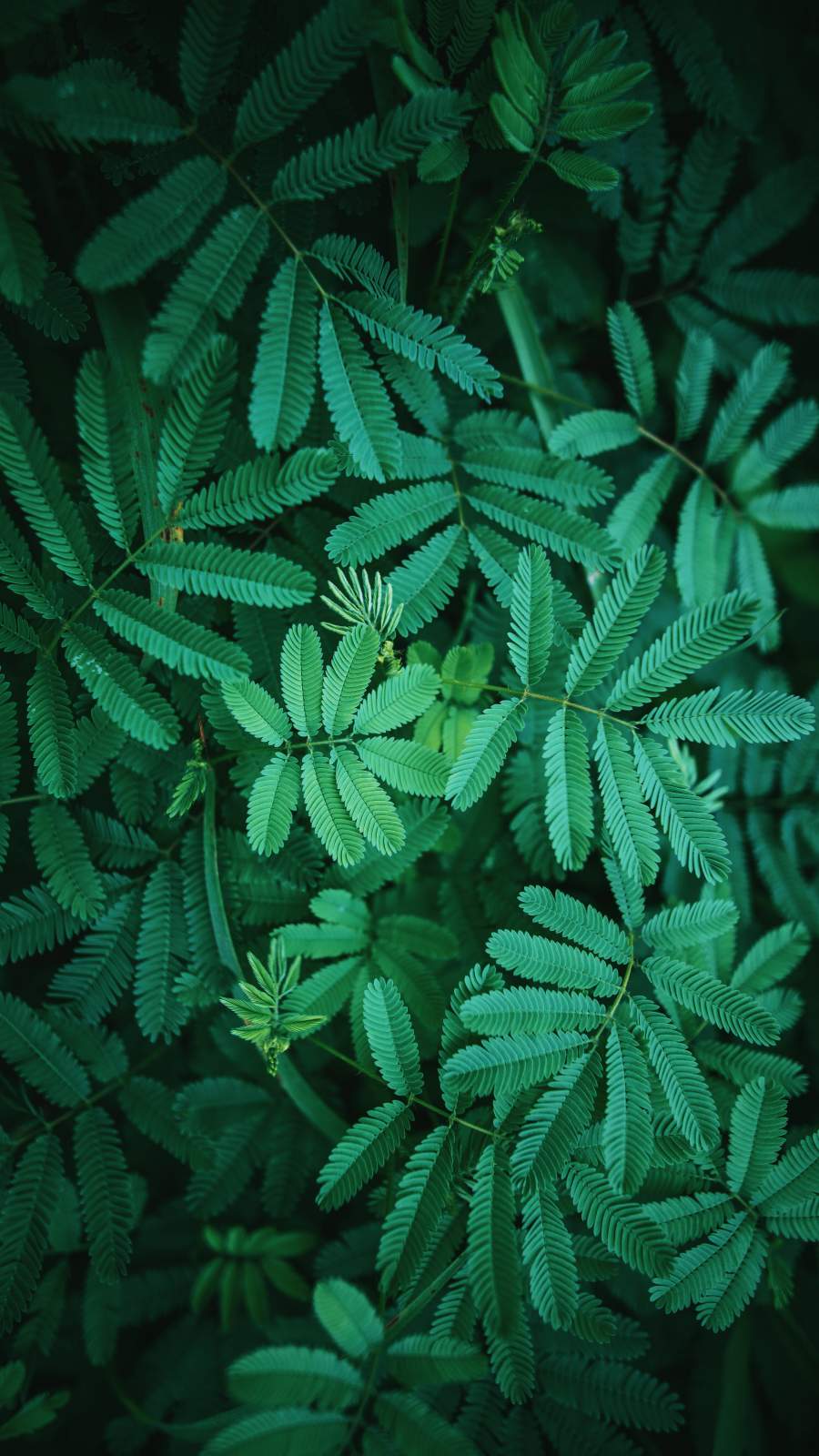 Green Foliage Nature iPhone Wallpaper Wallpaper, iPhone Wallpaper