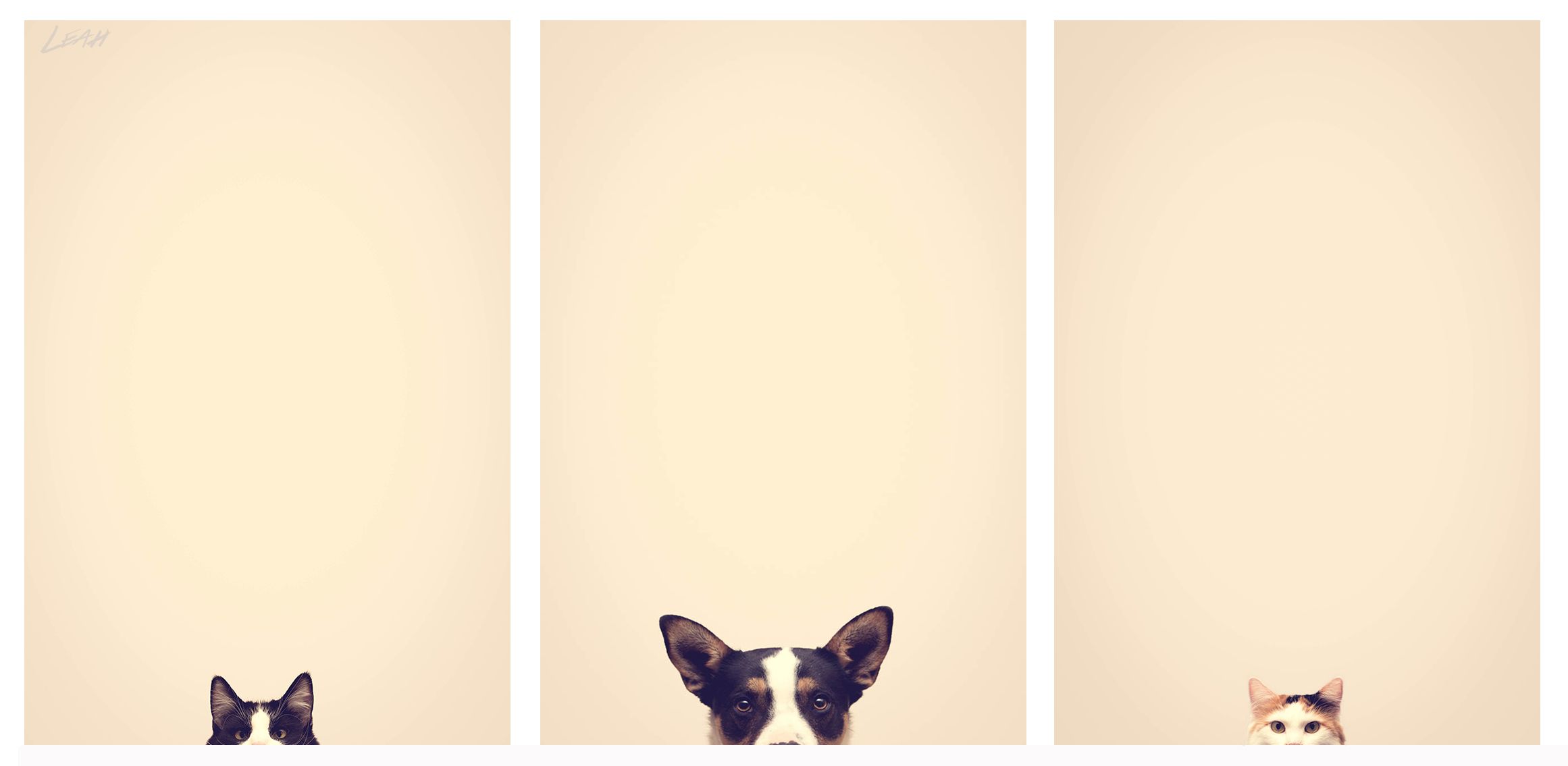 Minimalist Dog Wallpapers - Wallpaper Cave