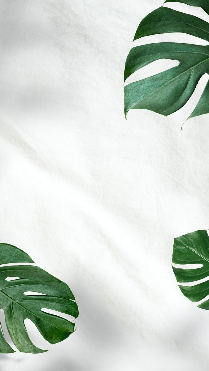Green Monstera leaves on white background. premium image / nunny. White background wallpaper, White wallpaper for iphone, iPhone wallpaper green