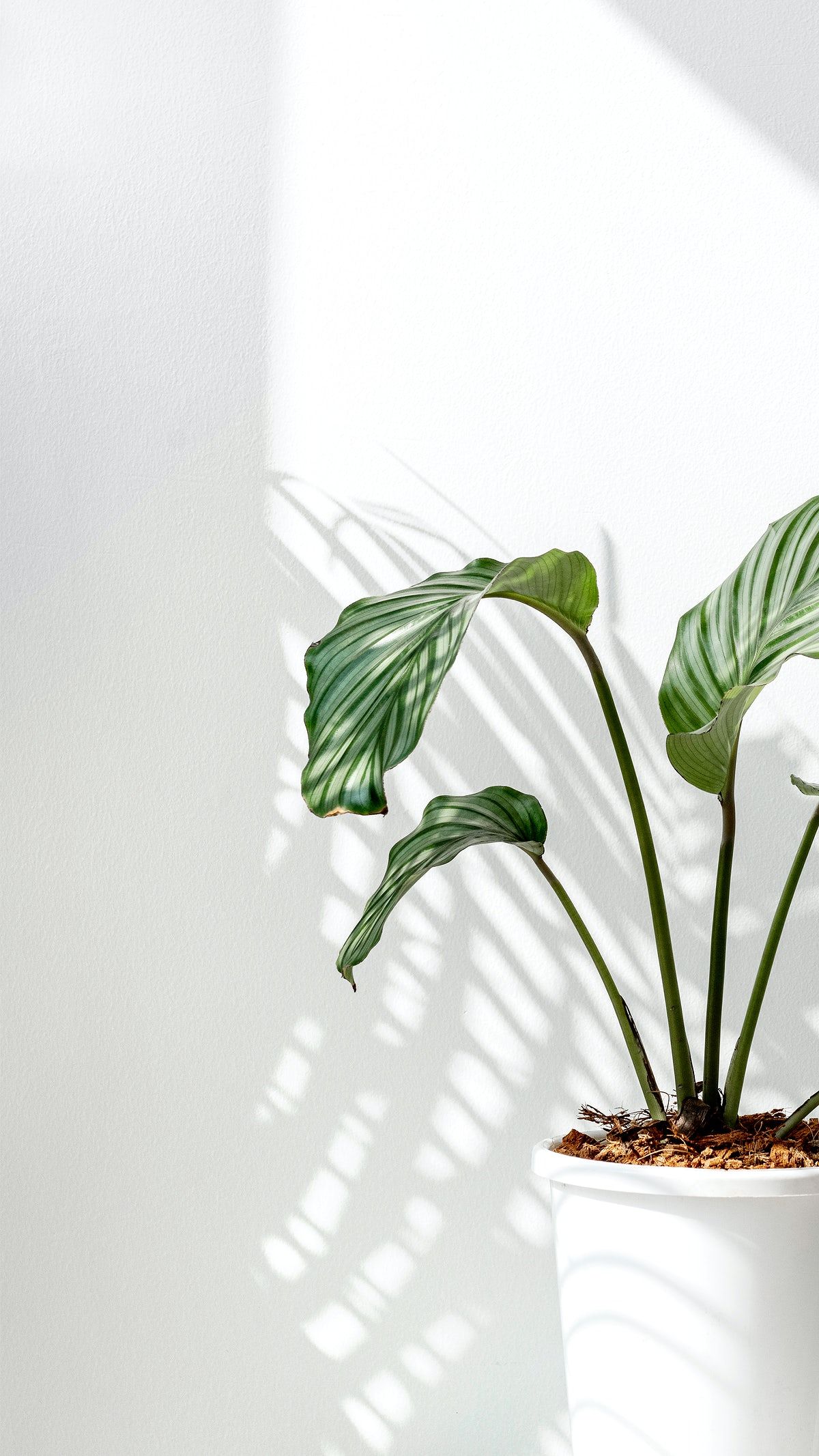 Download premium image of Calathea Orbifolia by a white wall by Jira about calathea orbifolia, shadow window, table, plant shadow wall, and window shadow photo. Simple iphone wallpaper, Simple wallpaper