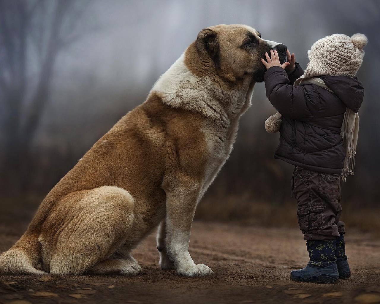 Dog with Boy Theme Wallpaper for Android