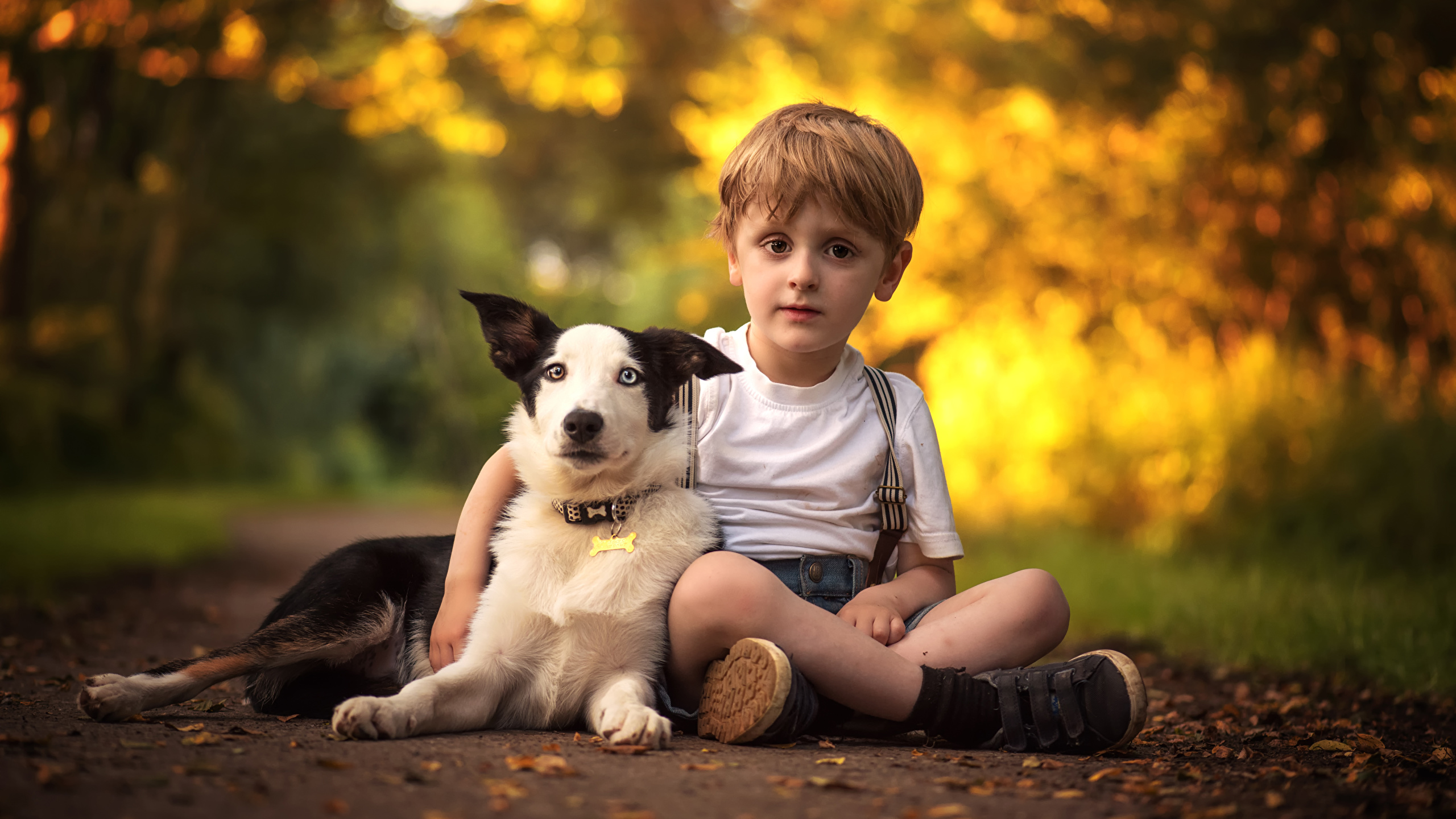 Desktop Wallpaper Border Collie Dogs Boys Children 2560x1440