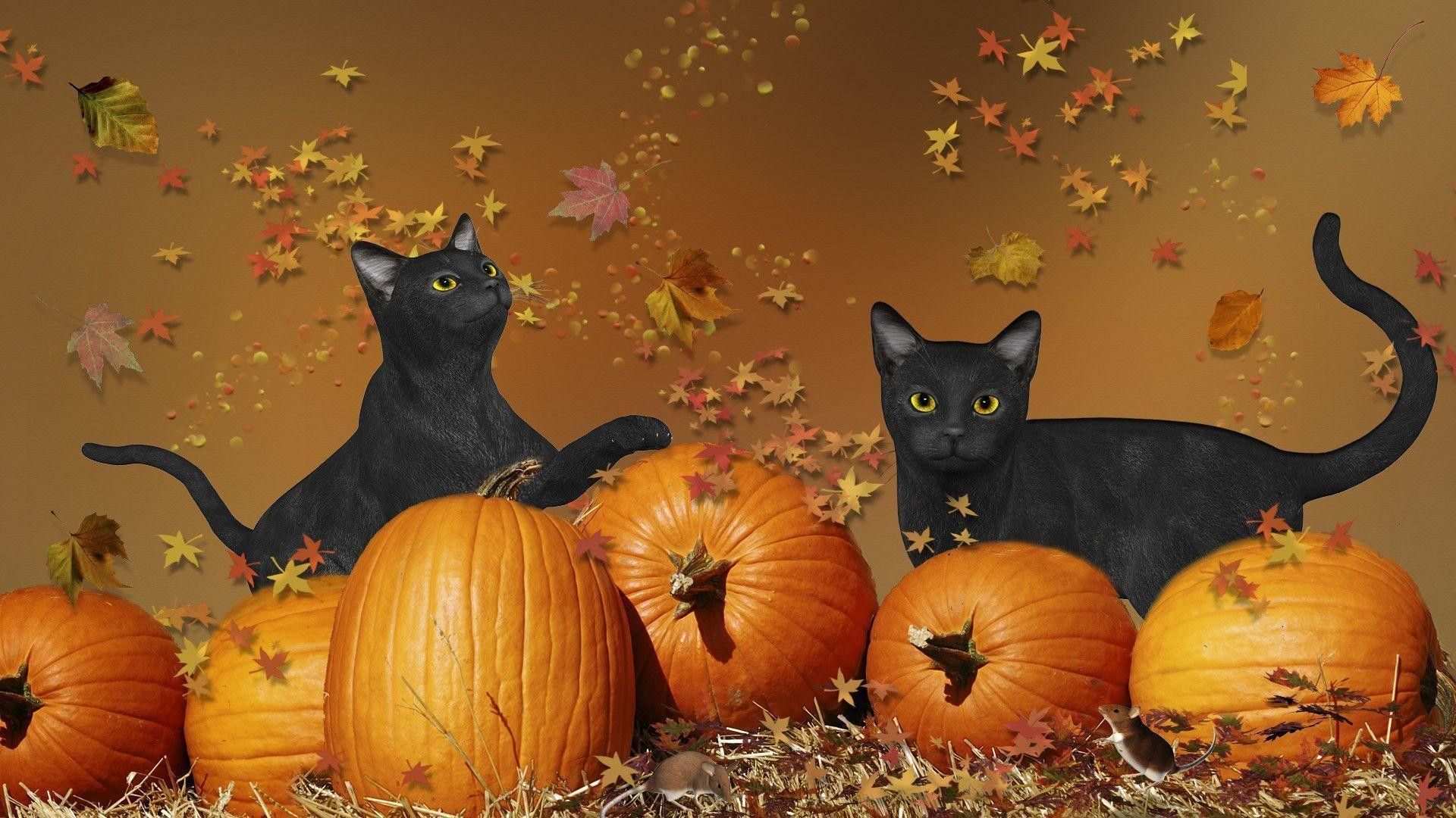 Dog Cat Halloween Wallpaper